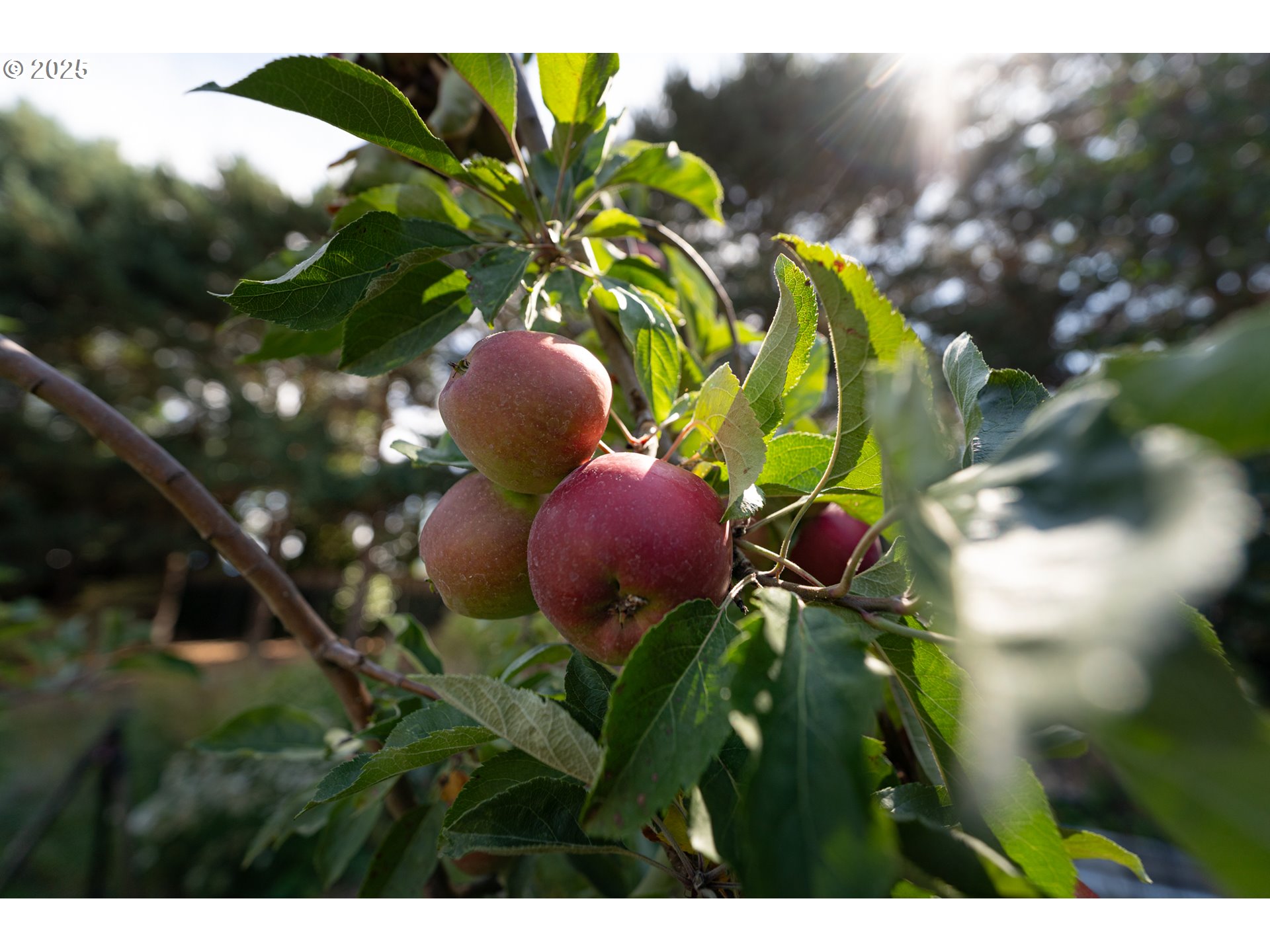 1108 N HADLEY RD, Newberg, OR, 97132