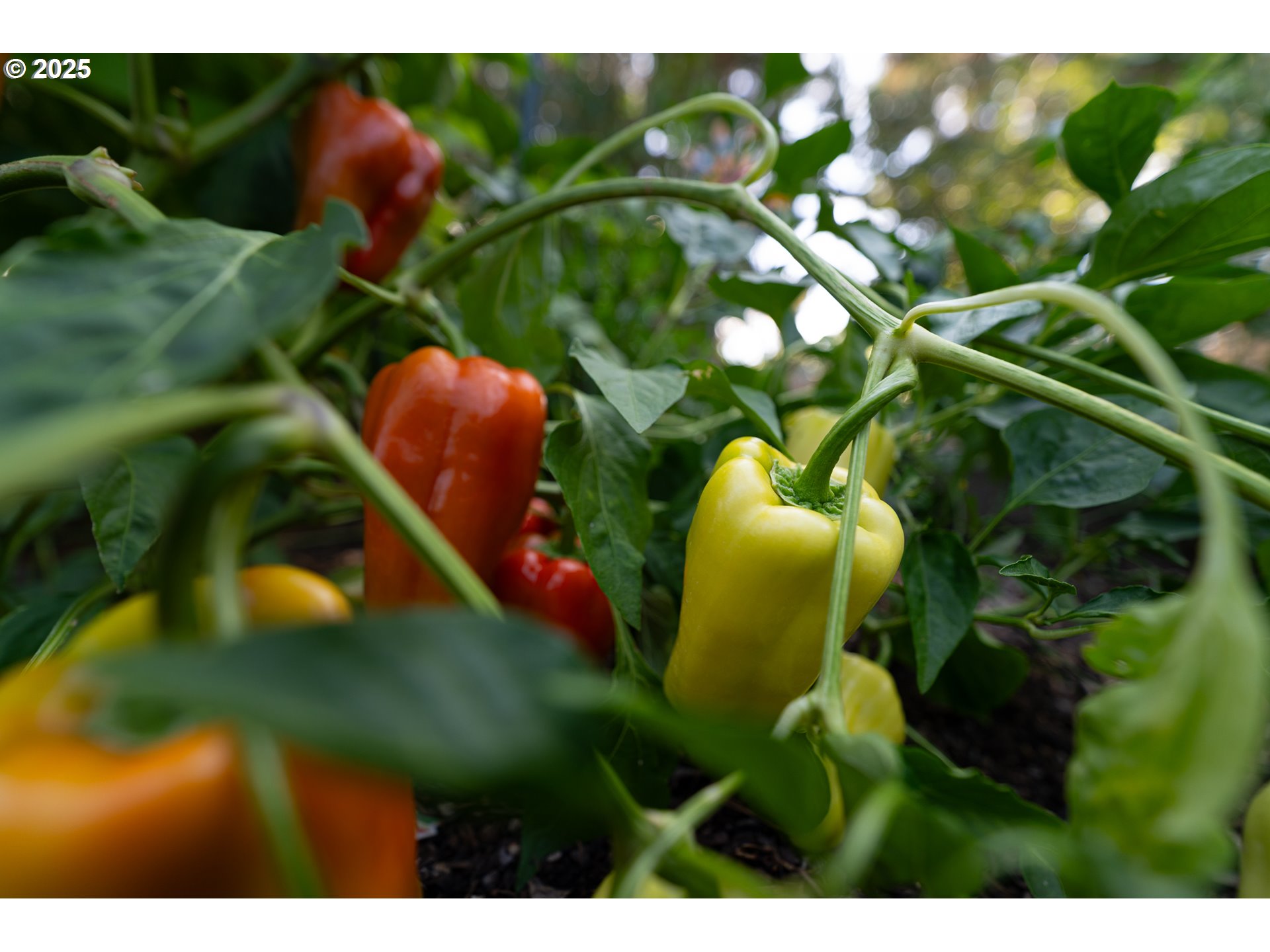 1108 N HADLEY RD, Newberg, OR, 97132