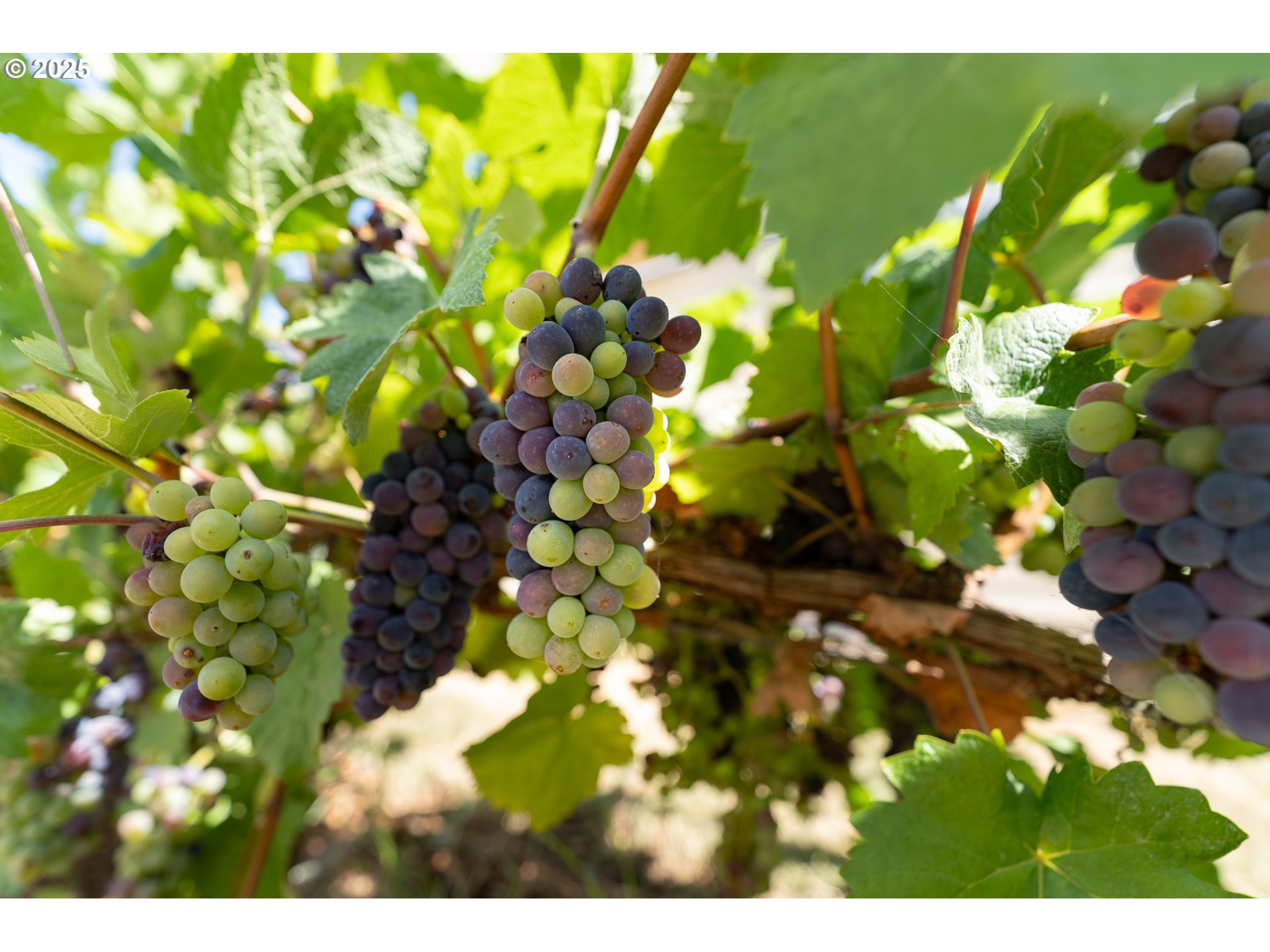 1108 N HADLEY RD, Newberg, OR, 97132