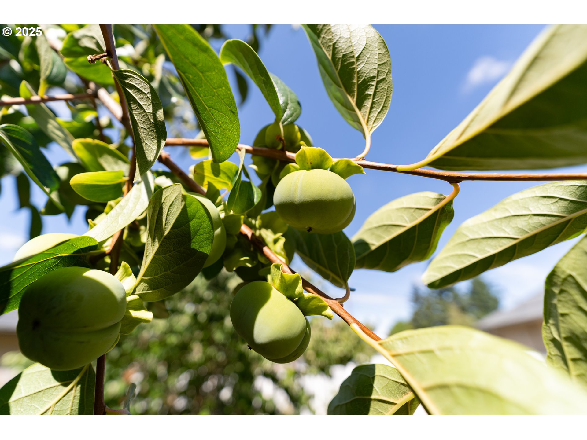 1108 N HADLEY RD, Newberg, OR, 97132