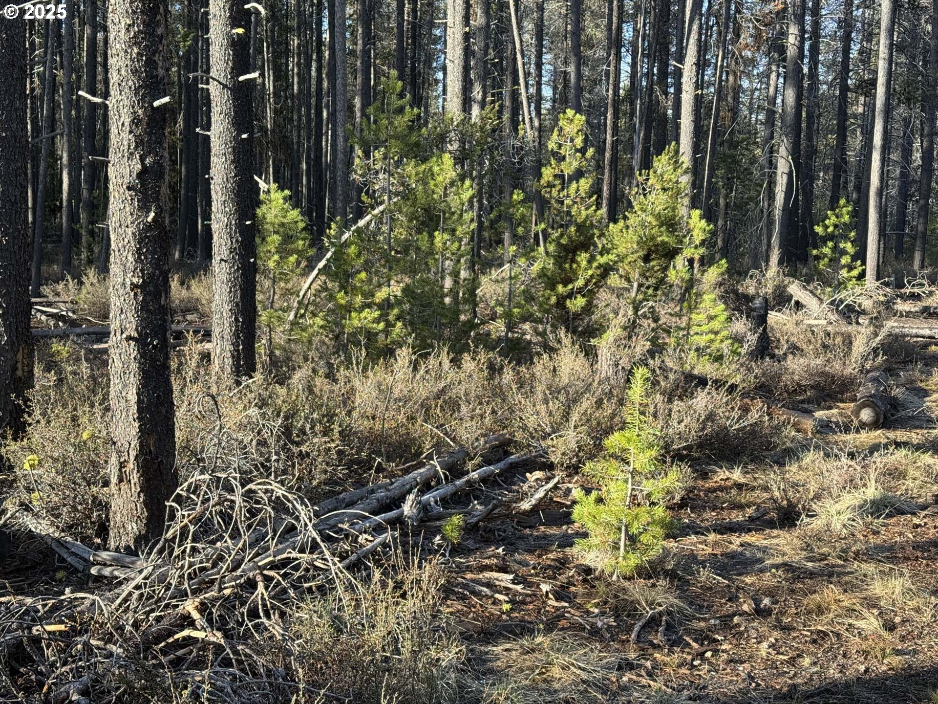 Search Homes for Sale