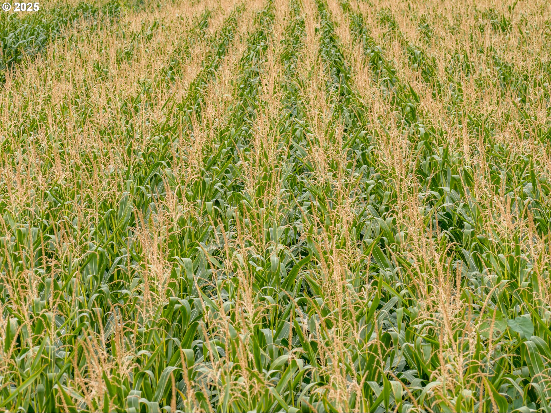 6629 CHAMPOEG (Next To) RD, St Paul, OR, 97137