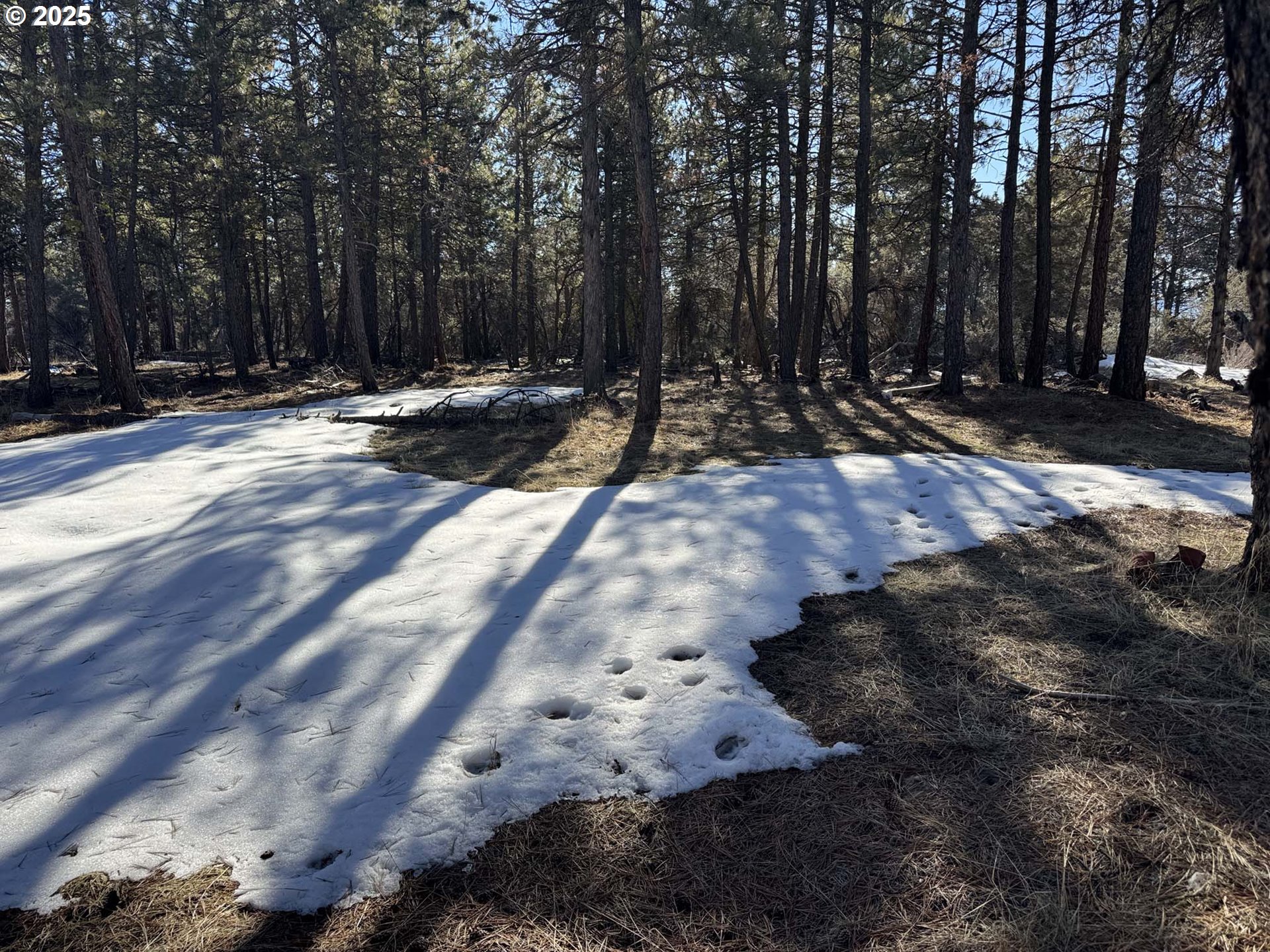 Photo of Golden Eagle DR Bonanza OR 97623