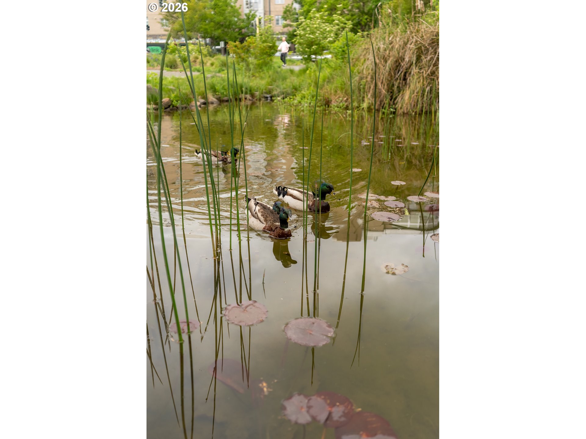 Photo #29: 175352890 Listing: Photo #29