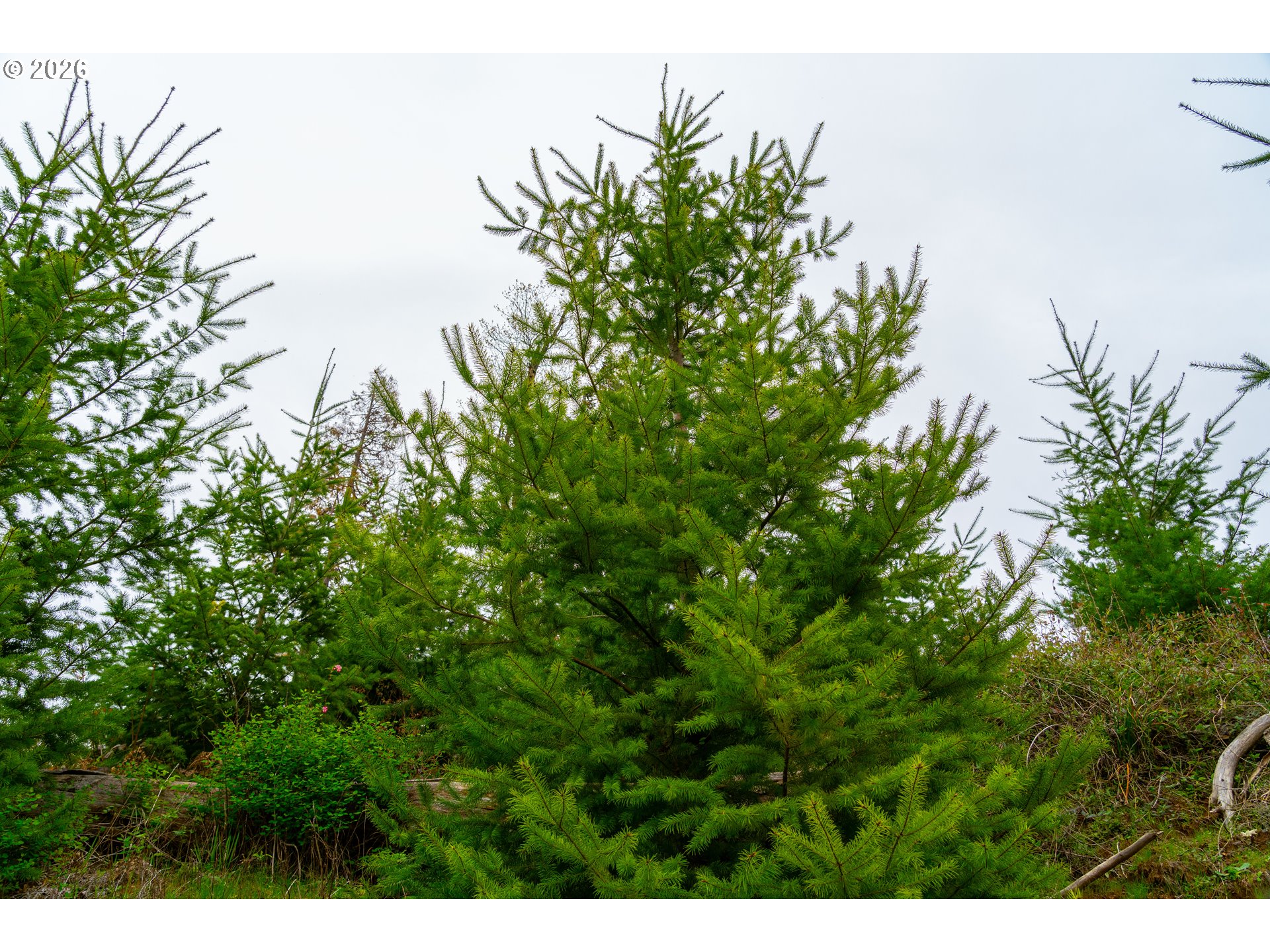 00 Erickson (TL300) RD UNIT 300, Eugene, OR, 97405