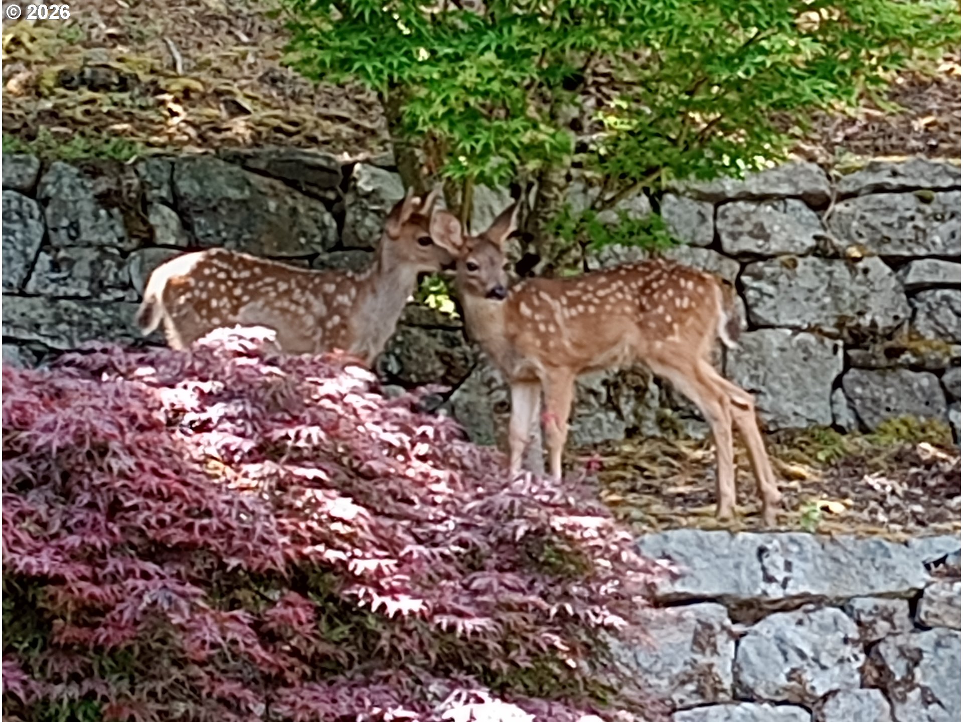 1224 TYNDALL CT, Lake Oswego, OR, 97034