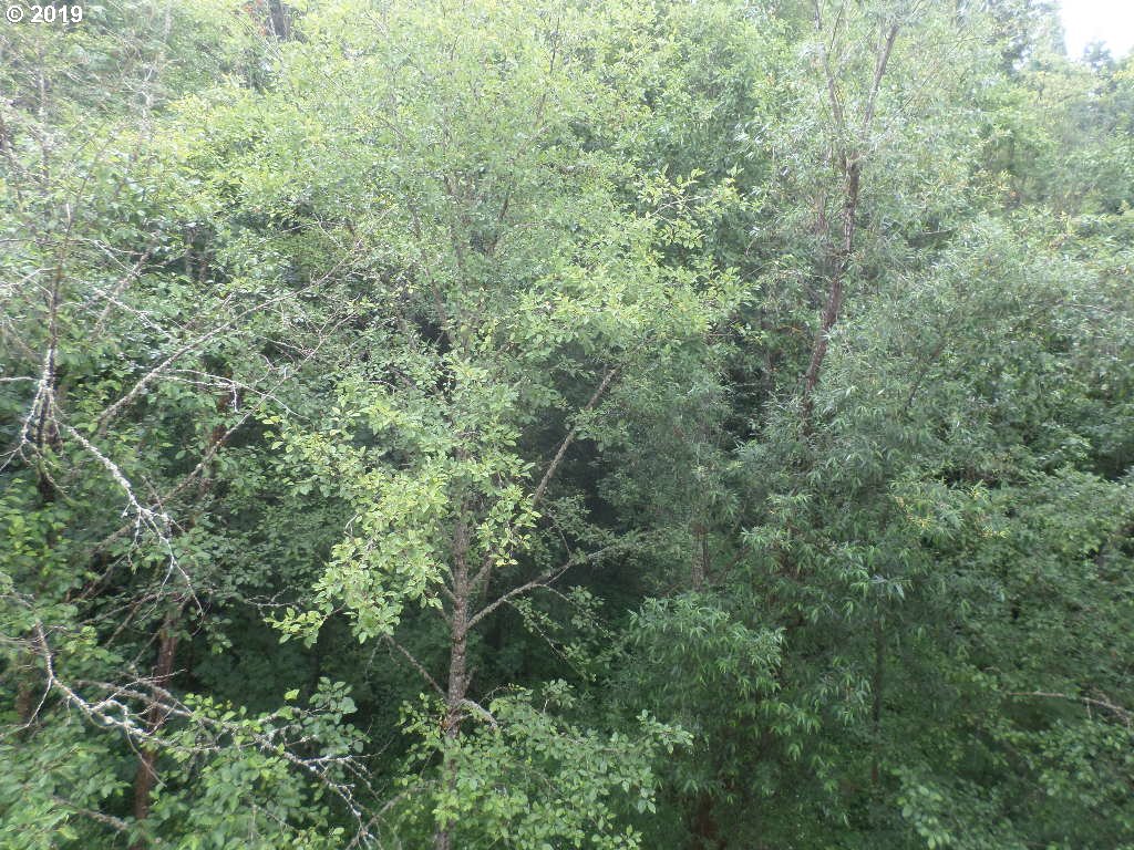 Photo #5: 19557412 Listing 