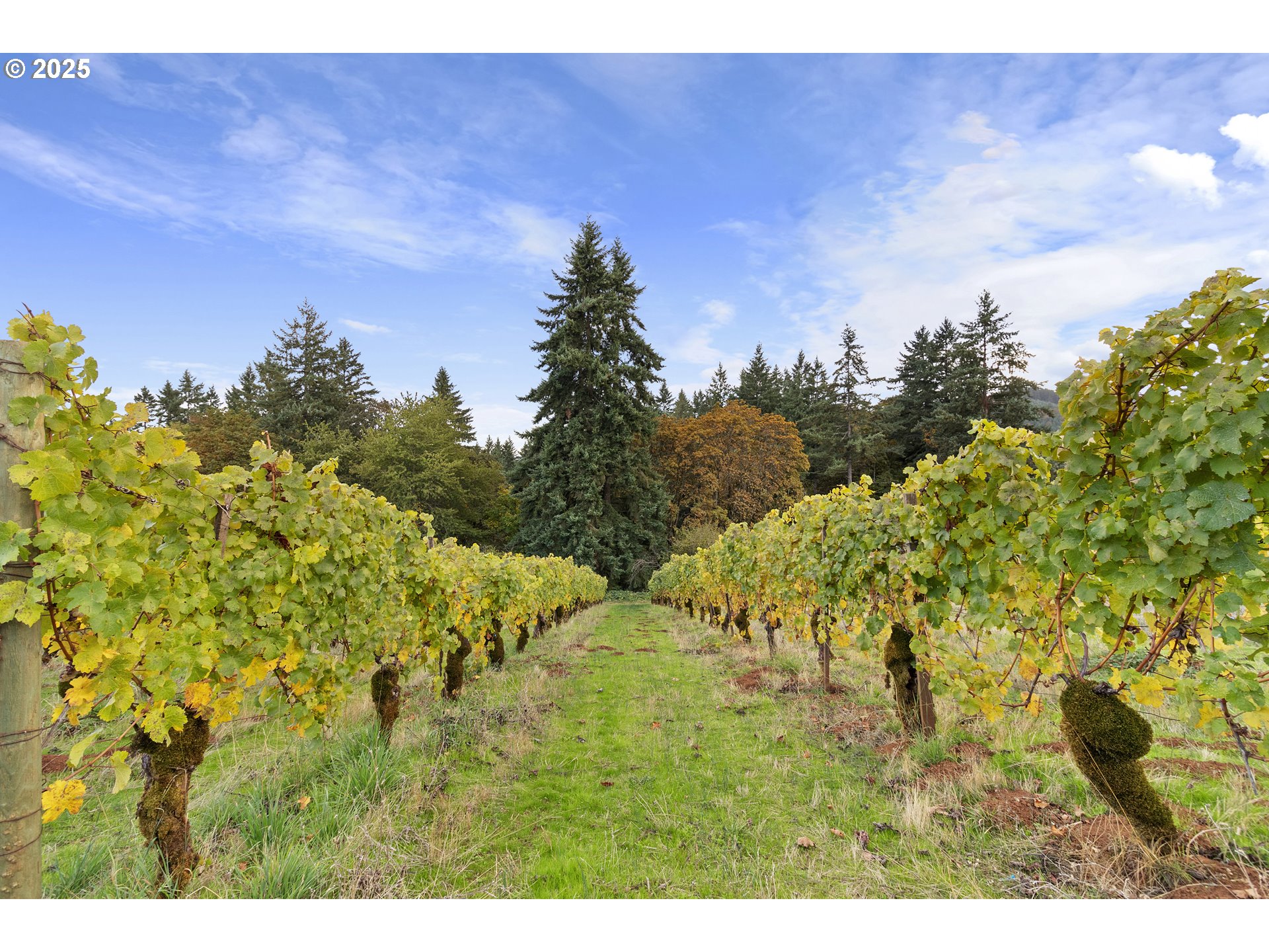 9325 NE WORDEN HILL RD, Dundee, OR, 97115