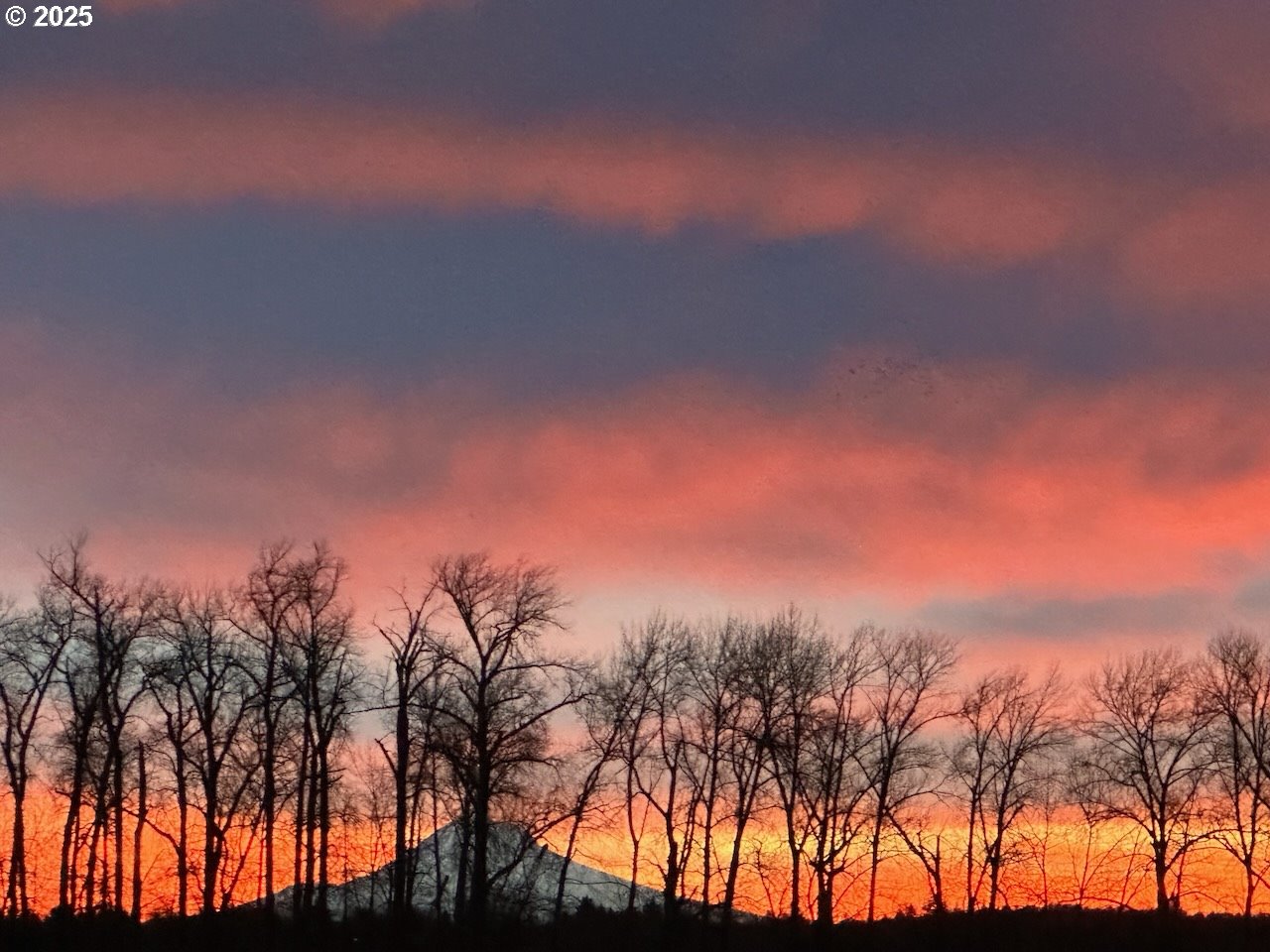 Photo #45: 212642447 Listing: Photo #45