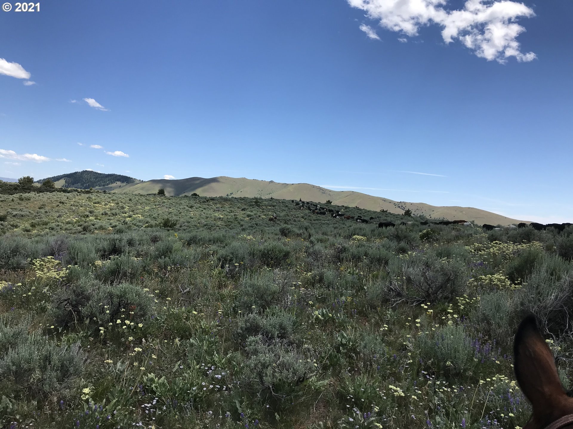 Shirttail Creek RD