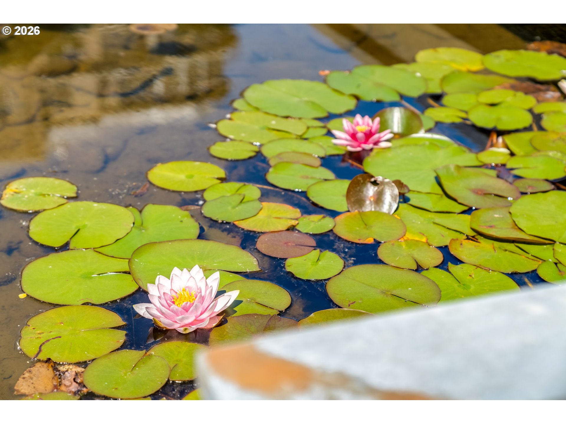 Photo #47: 226820163 Listing: Photo #47