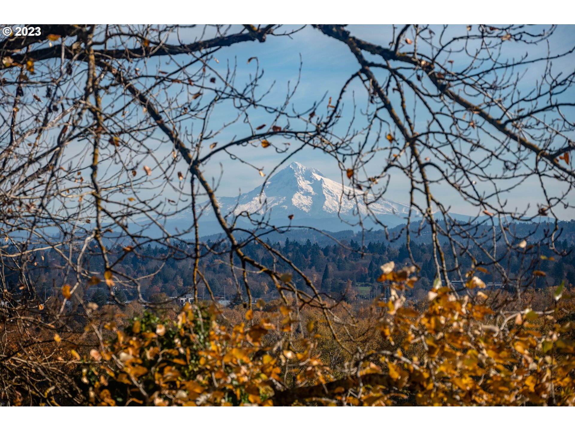 Photo #6: 23343876 Listing 
