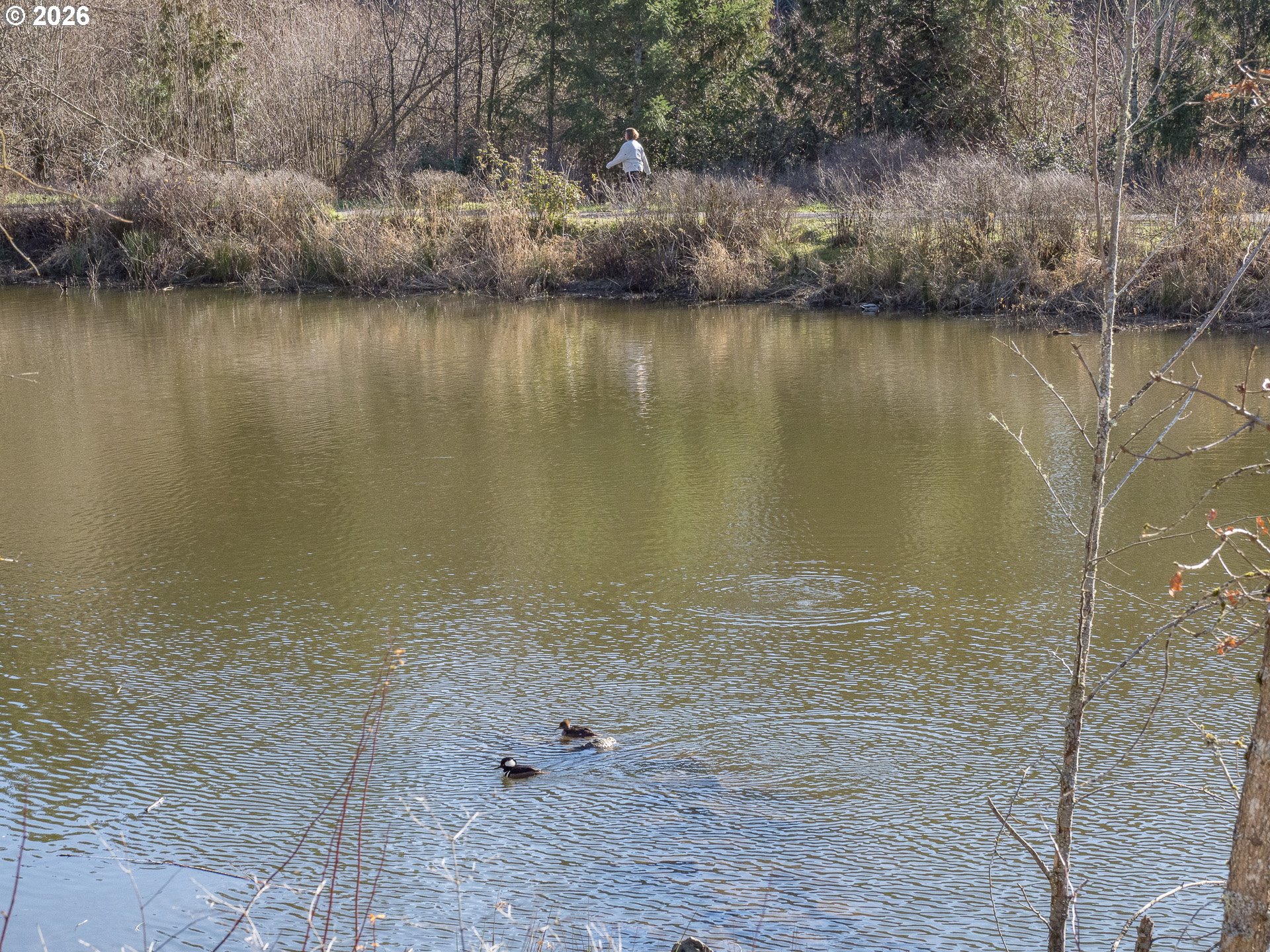 Photo #48: 234585188 Listing: Photo #48