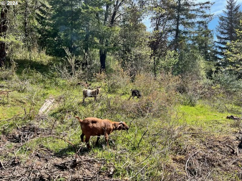 Build your dream home on this gorgeous 11.35 acre lot adjacent to Lone Rock Timber property! This land features merchantable timber, has Holmes creek running through it, already has a site prepped for your house, has power and septic in place, has a 2500 gallon water holding tank on site. There is a lower prepped area for a shop as well.  Bring your dreams and make this private lot your home! Please do not enter property without a Realtor.