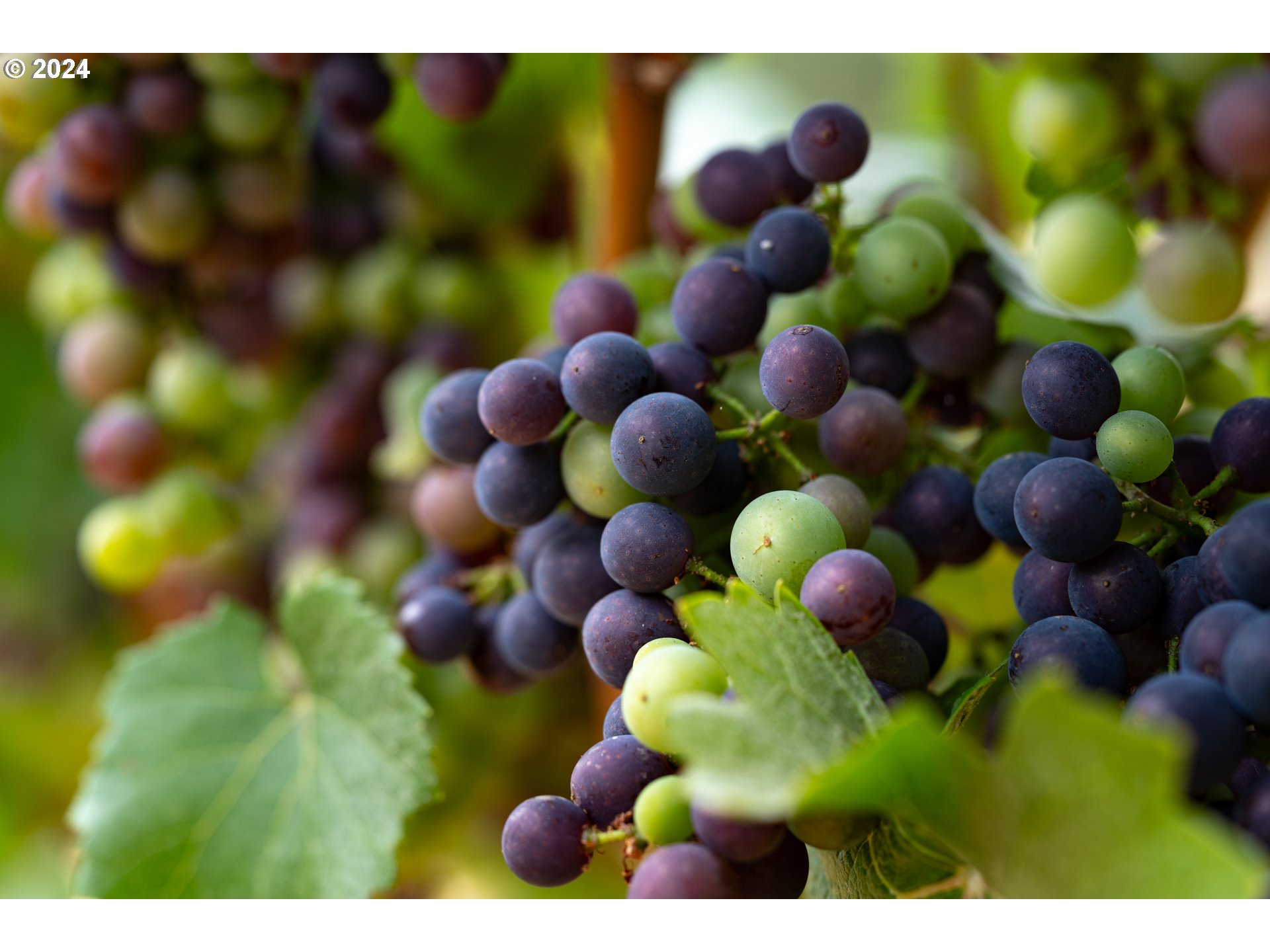 10420 SE HILLVIEW DR, Amity, OR, 97101