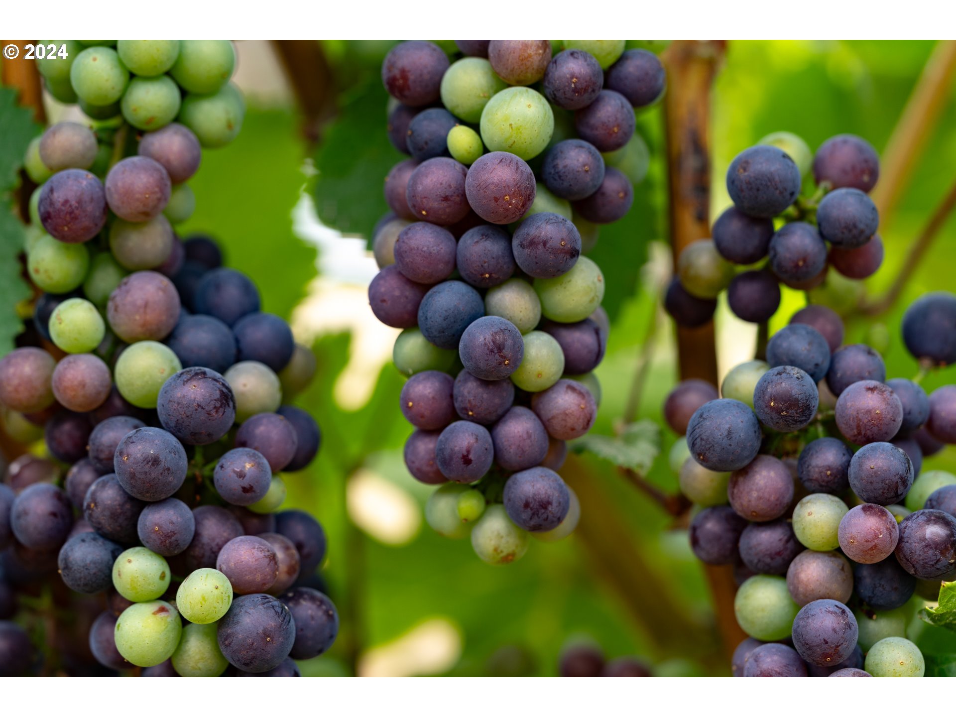 10420 SE HILLVIEW DR, Amity, OR, 97101