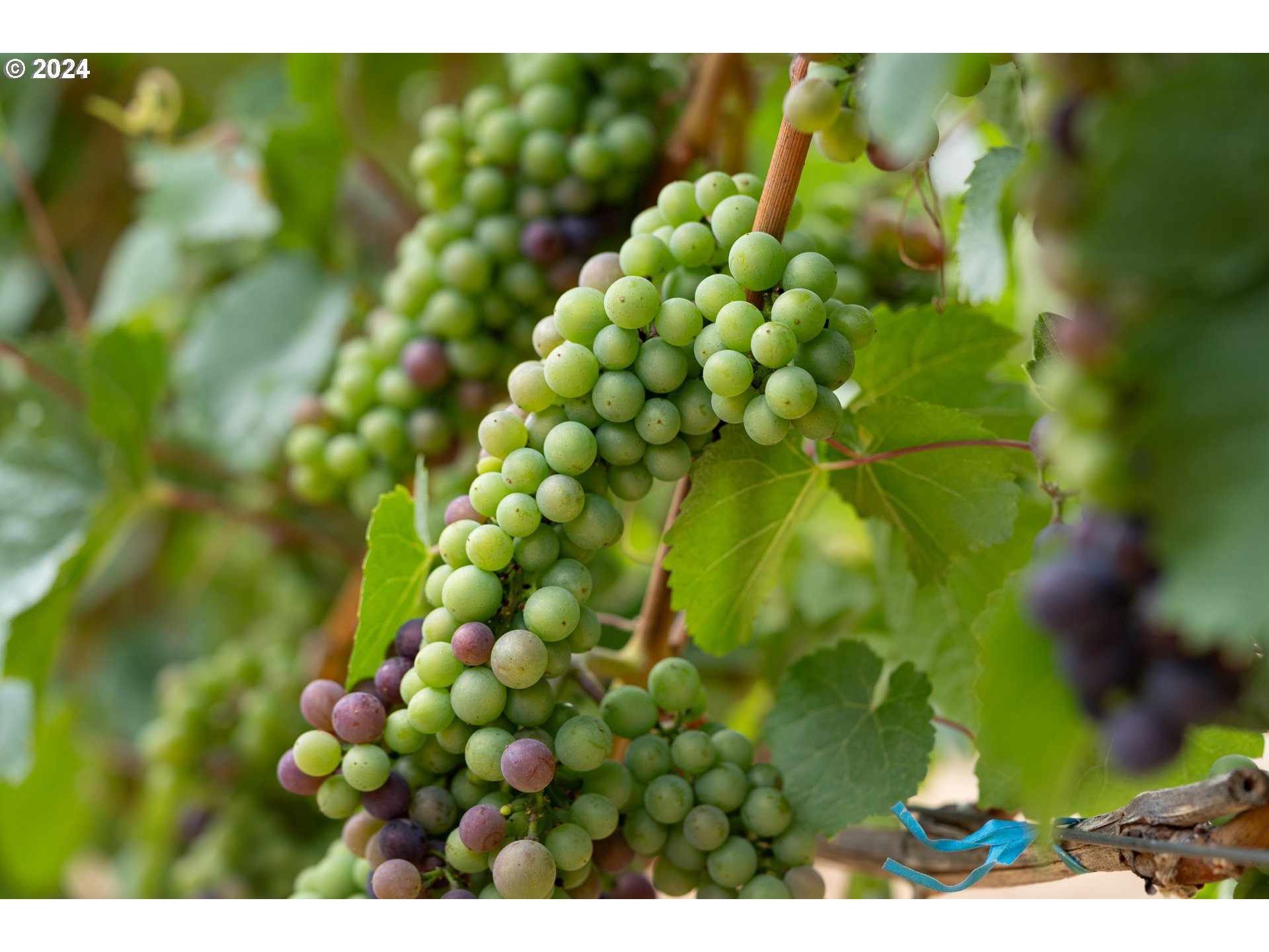 10420 SE HILLVIEW DR, Amity, OR, 97101