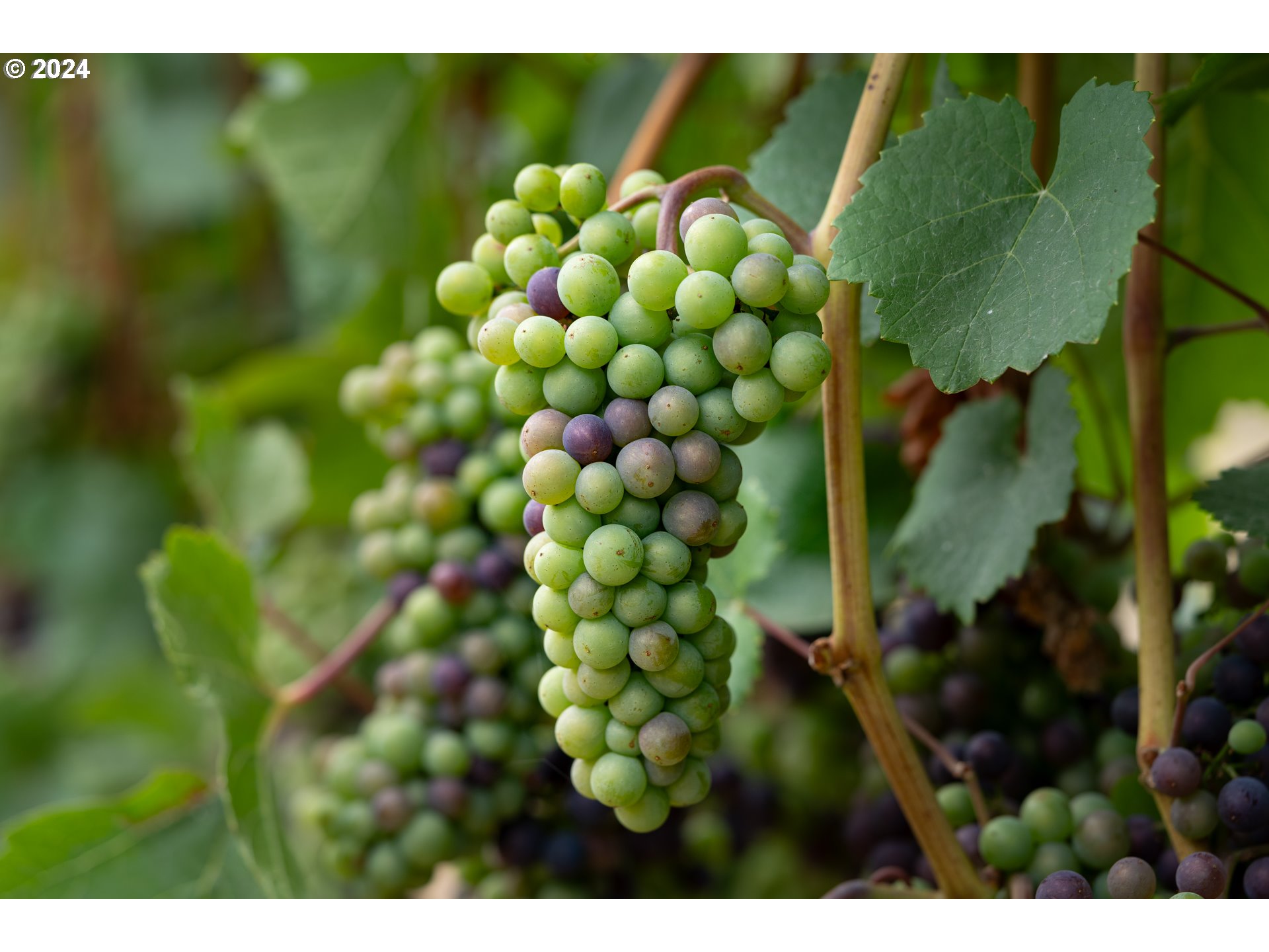 10420 SE HILLVIEW DR, Amity, OR, 97101