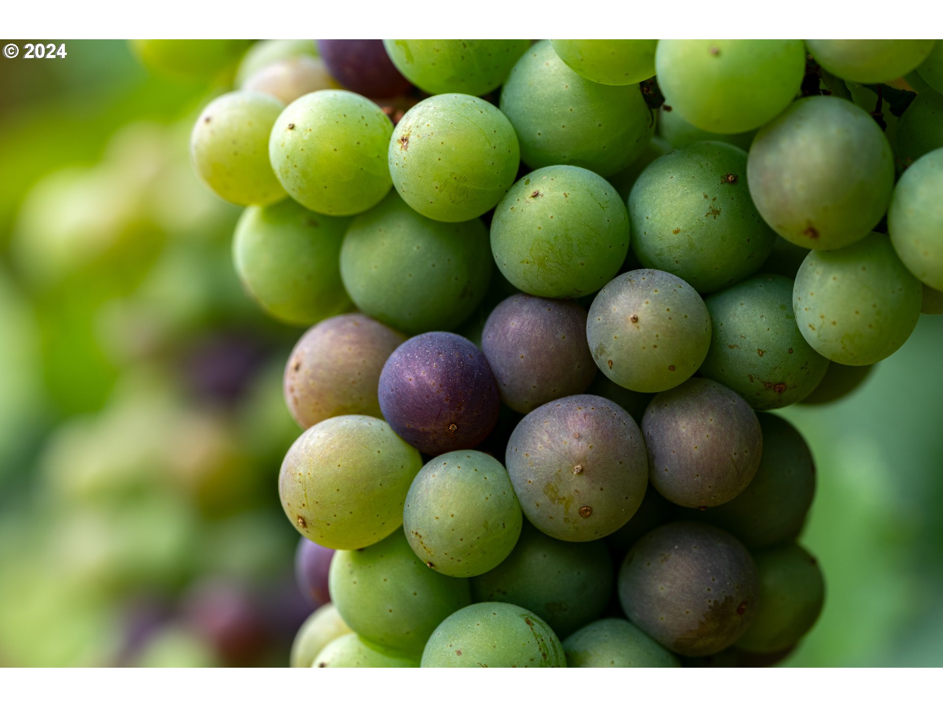 10420 SE HILLVIEW DR, Amity, OR, 97101