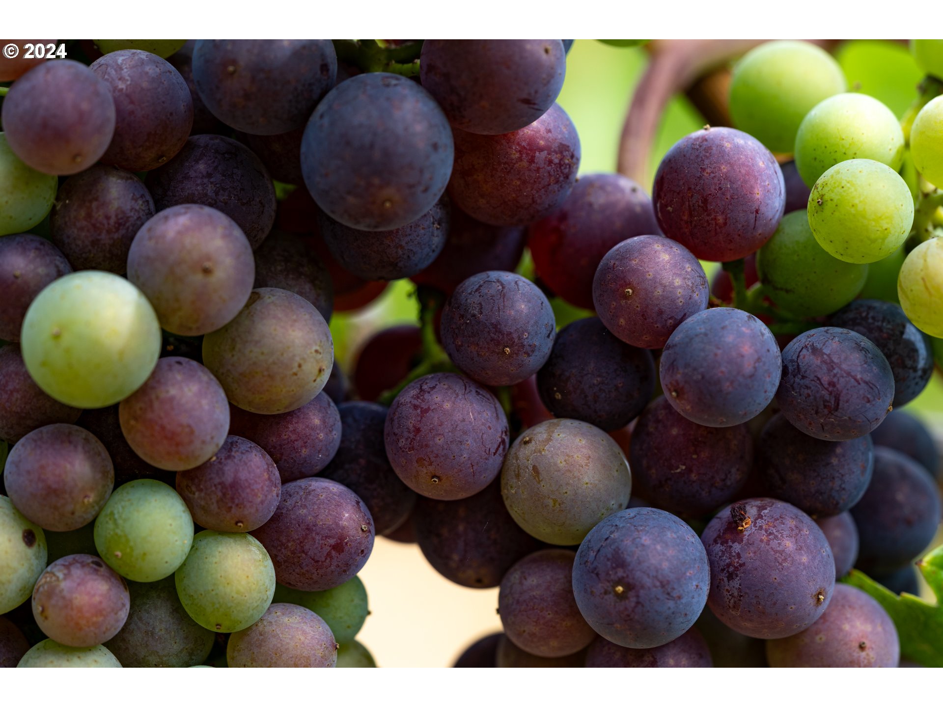 10420 SE HILLVIEW DR, Amity, OR, 97101