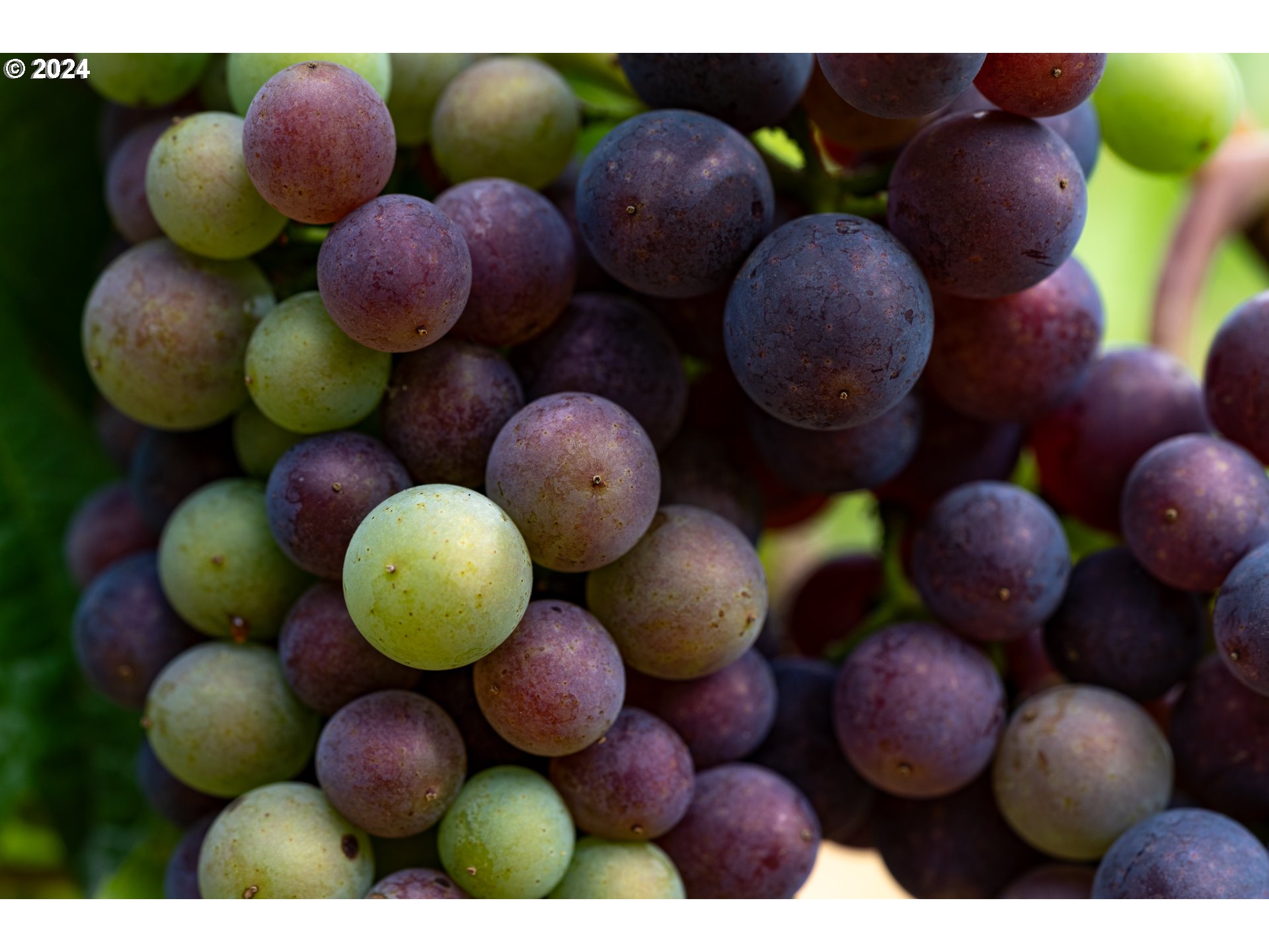 10420 SE HILLVIEW DR, Amity, OR, 97101