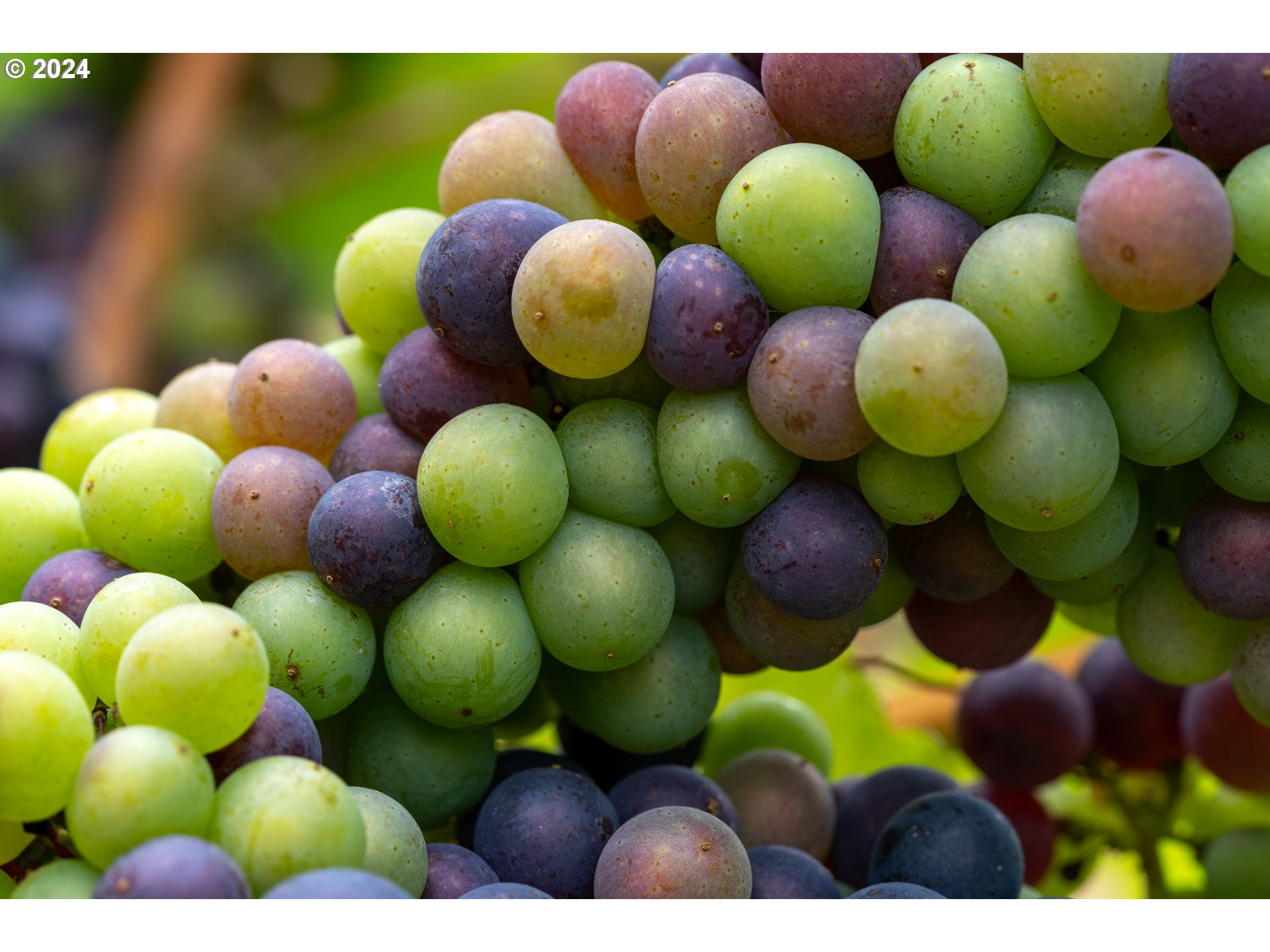 10420 SE HILLVIEW DR, Amity, OR, 97101