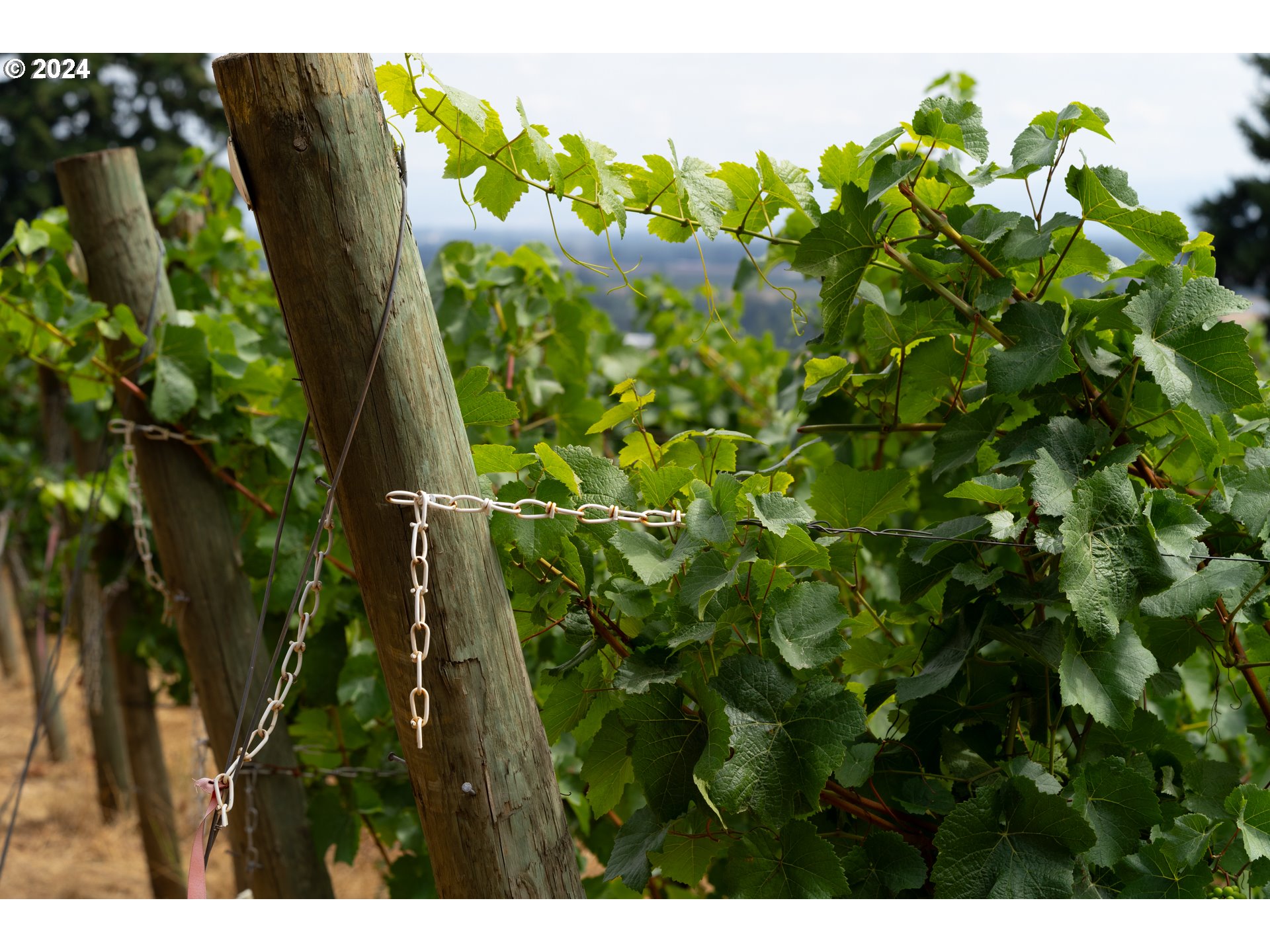 10420 SE HILLVIEW DR, Amity, OR, 97101