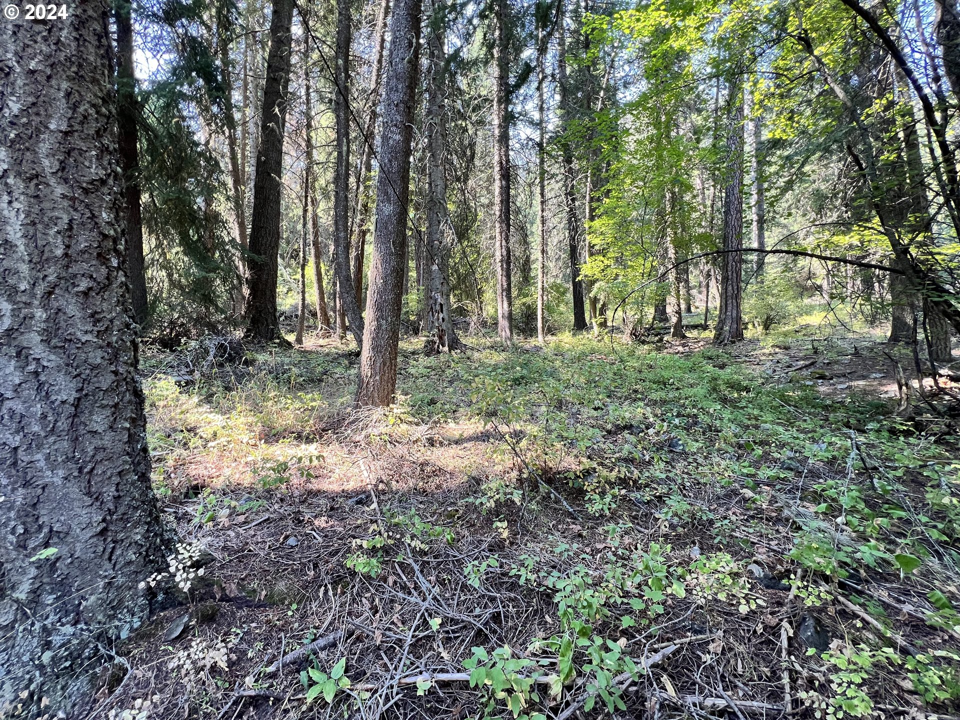 Photo of Wilderness RD Wallowa Lake OR 97846