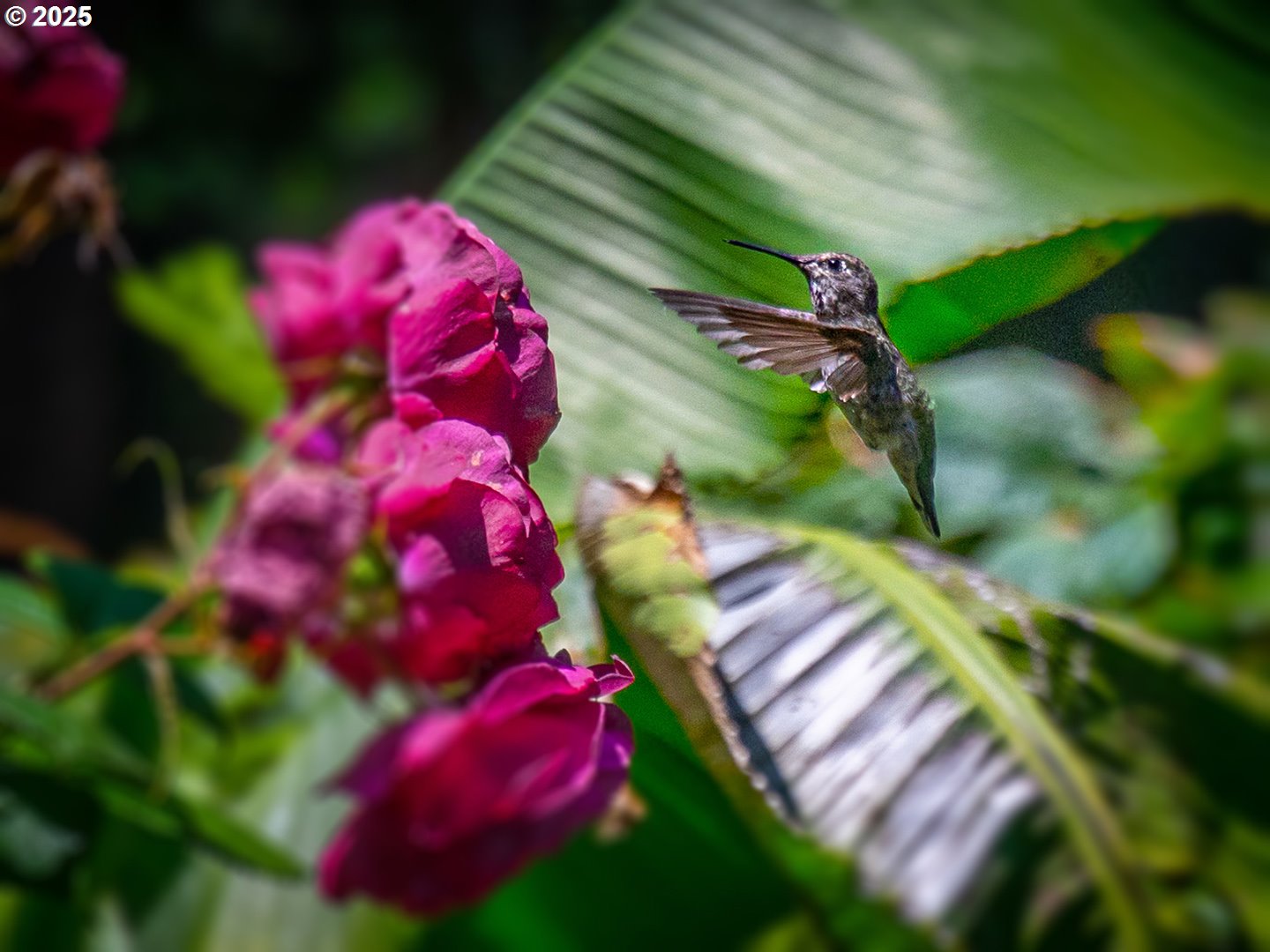 Photo #47: 264447576 Listing: Photo #47