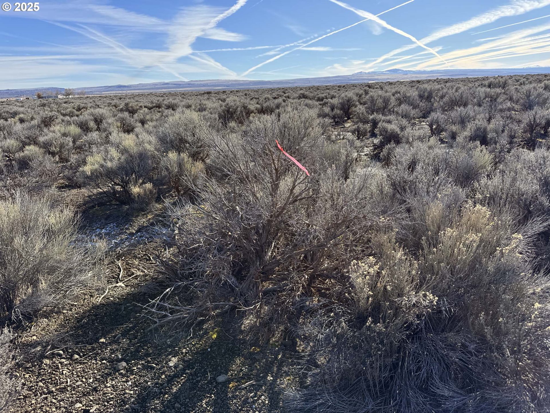 Photo of Bark LOOP Christmas Valley OR 97641