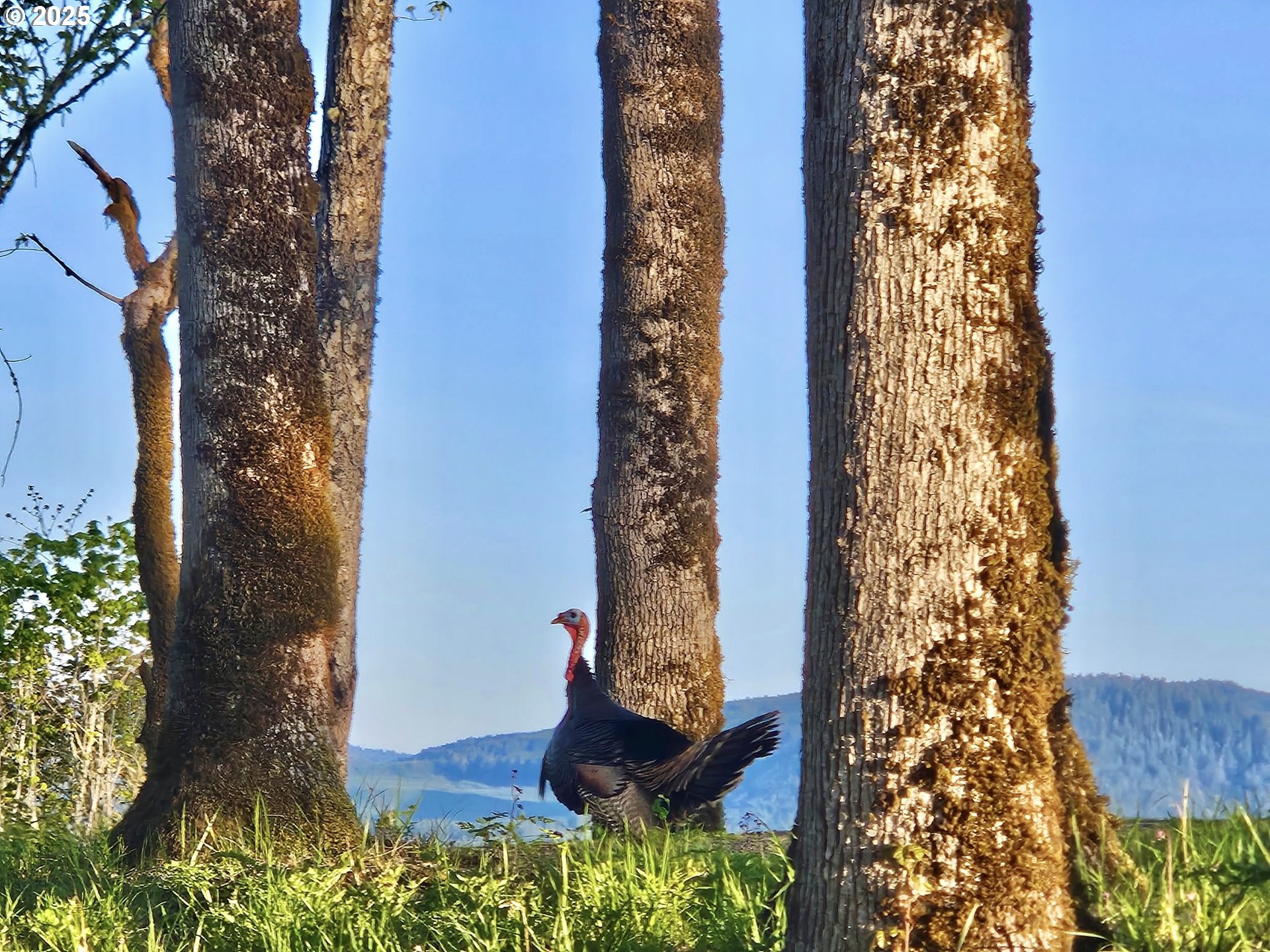 11892 SW Dupee Valley RD, Mc Minnville, OR, 97128