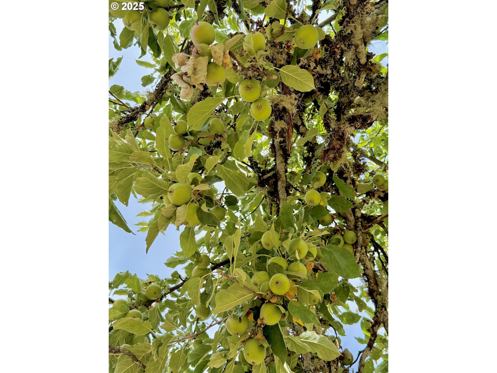 11892 SW Dupee Valley RD, Mc Minnville, OR, 97128