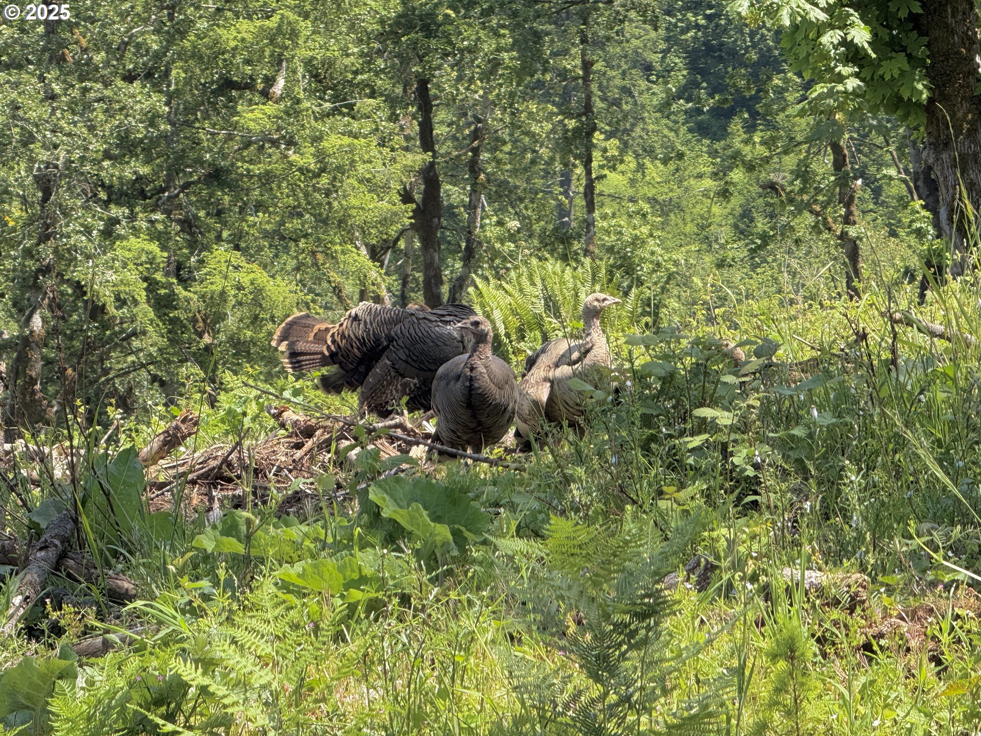 11892 SW Dupee Valley RD, Mc Minnville, OR, 97128