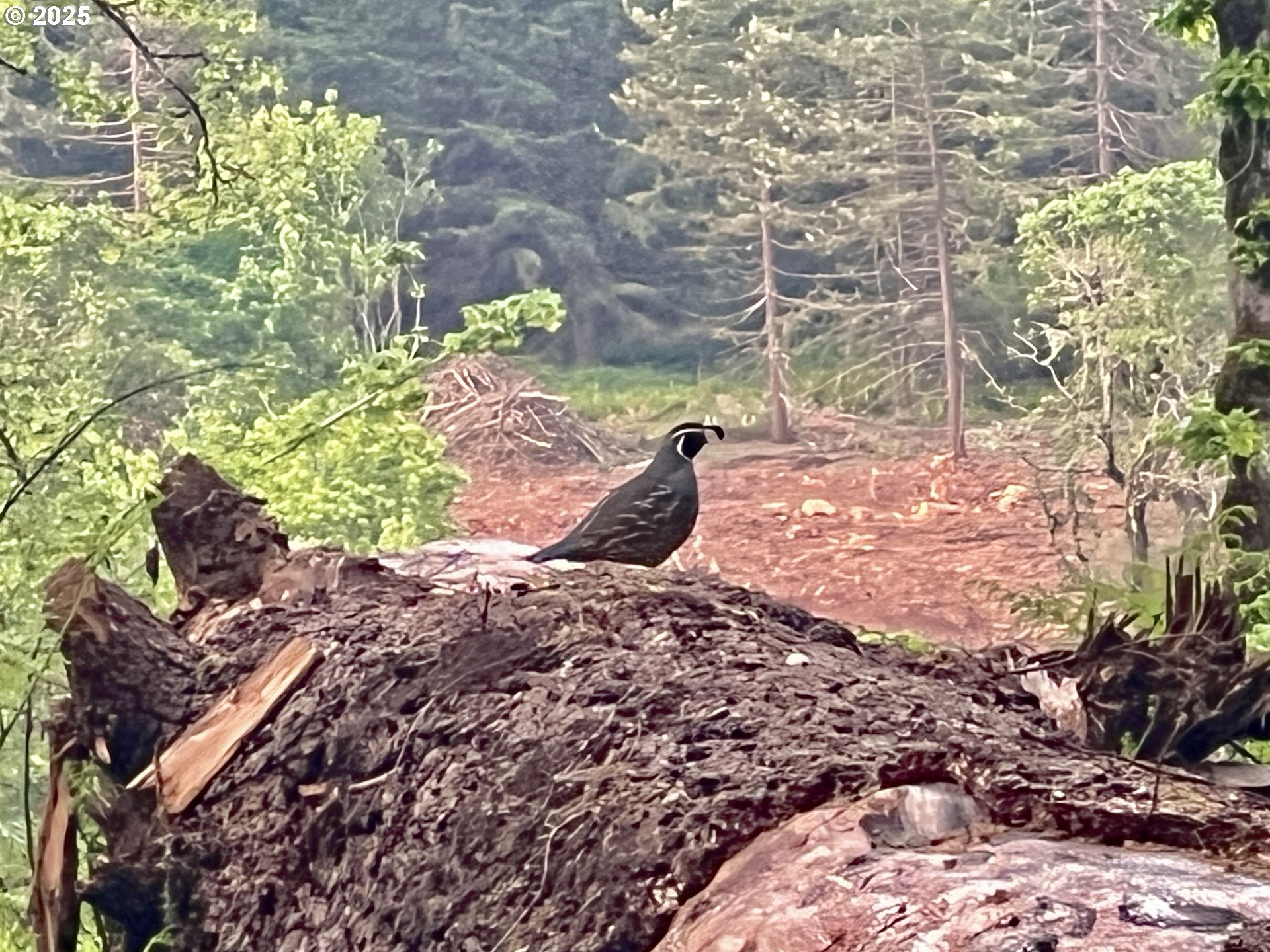 11892 SW Dupee Valley RD, Mc Minnville, OR, 97128