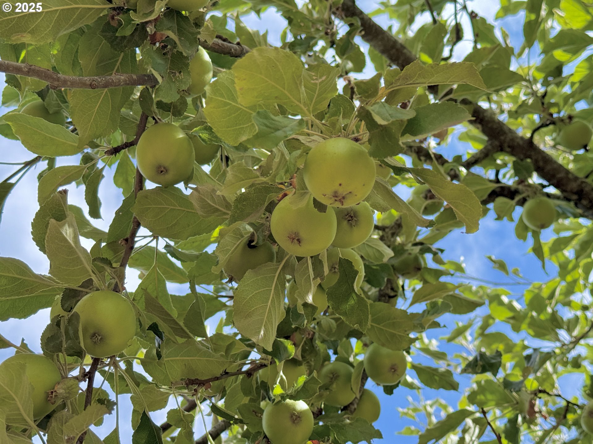 11892 SW Dupee Valley RD, Mc Minnville, OR, 97128