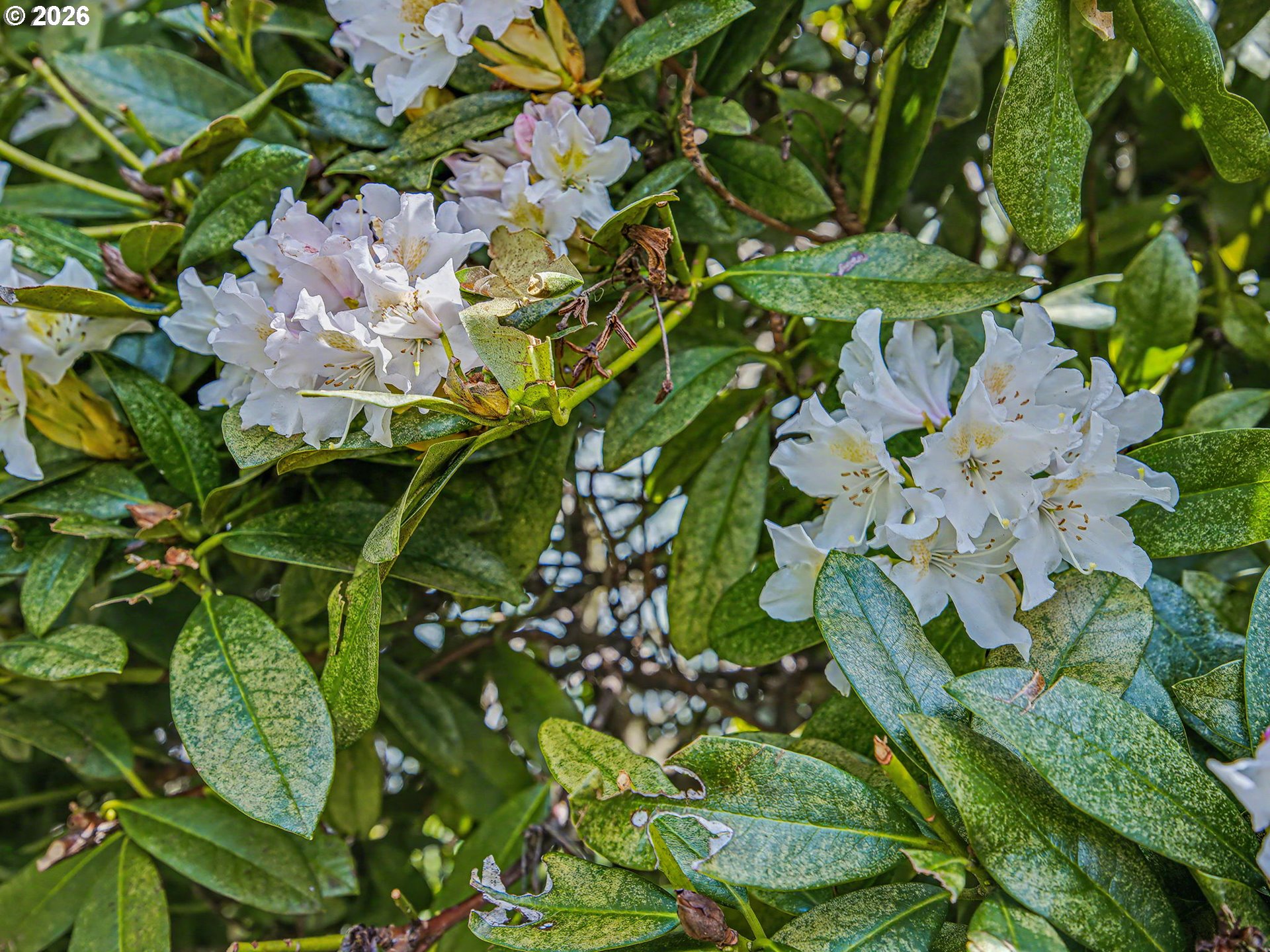 815 NE 25TH ST, Gresham, OR, 97030