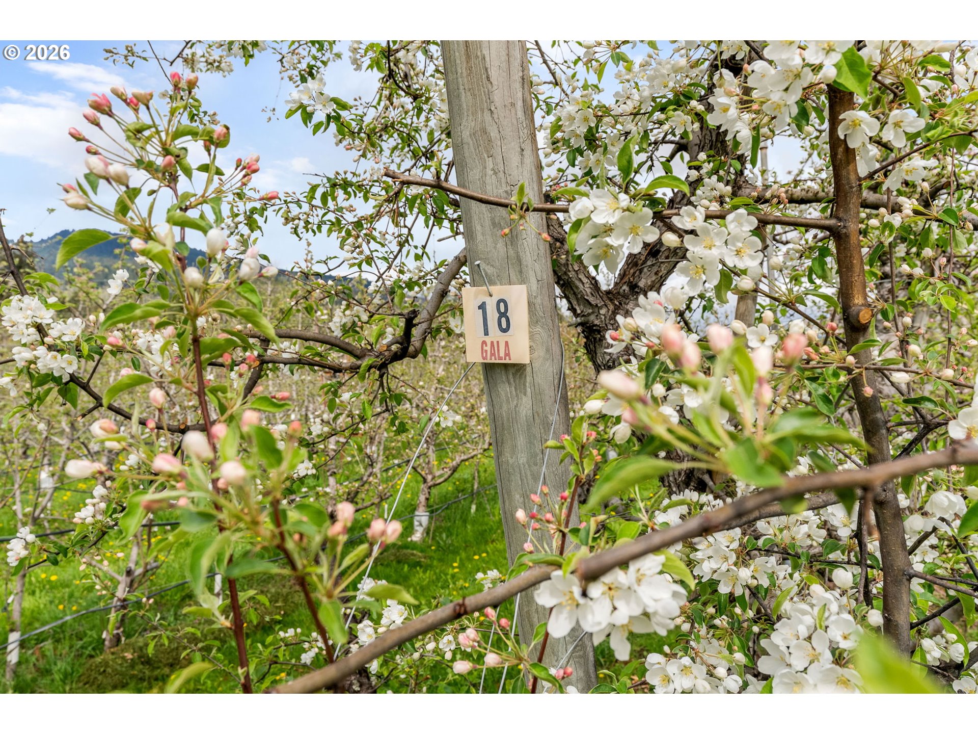 934 HIGHWAY 141, White Salmon, WA, 98672