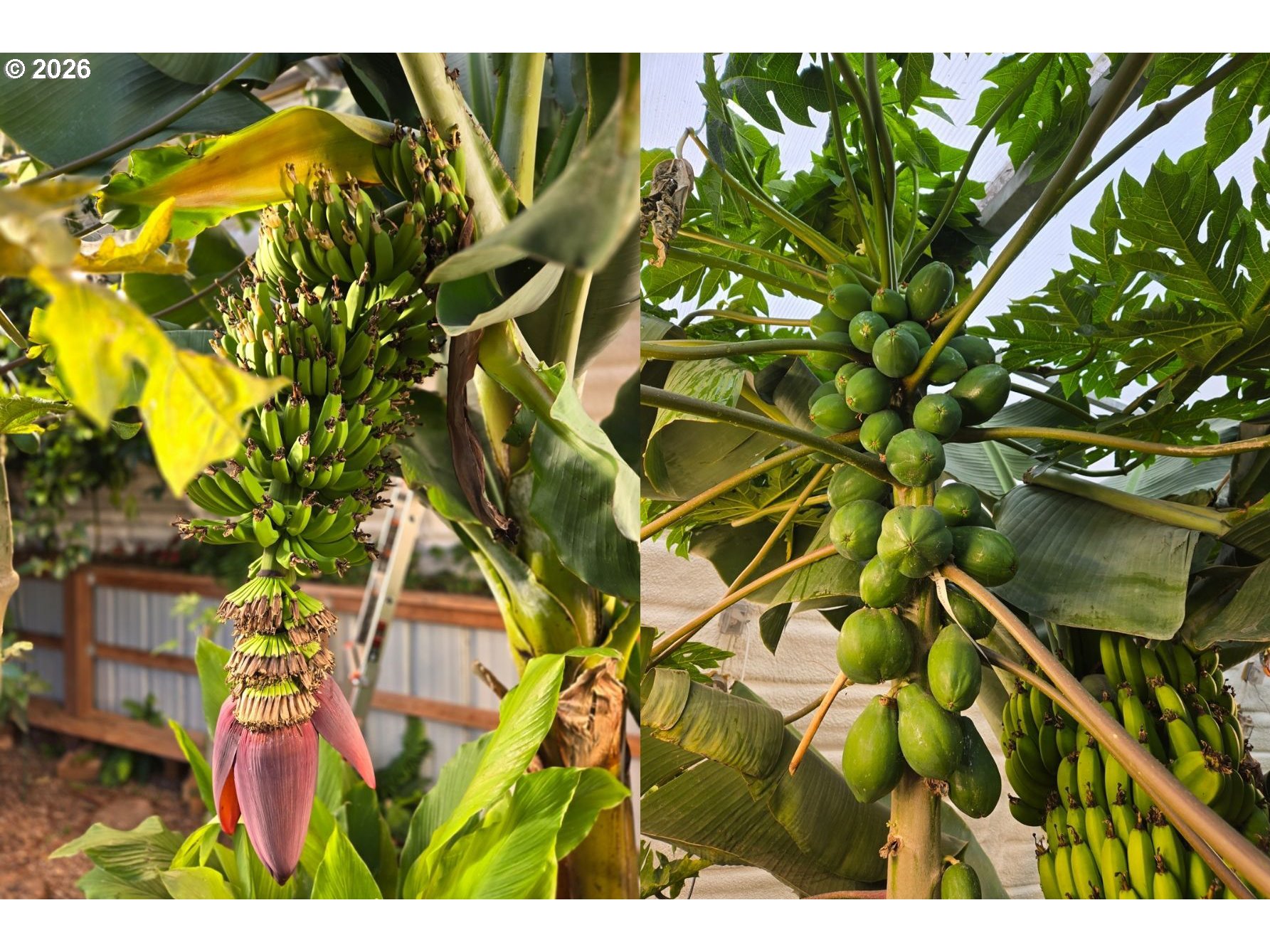 421 WOODLAND HEIGHTS RD, Woodland, WA, 98674