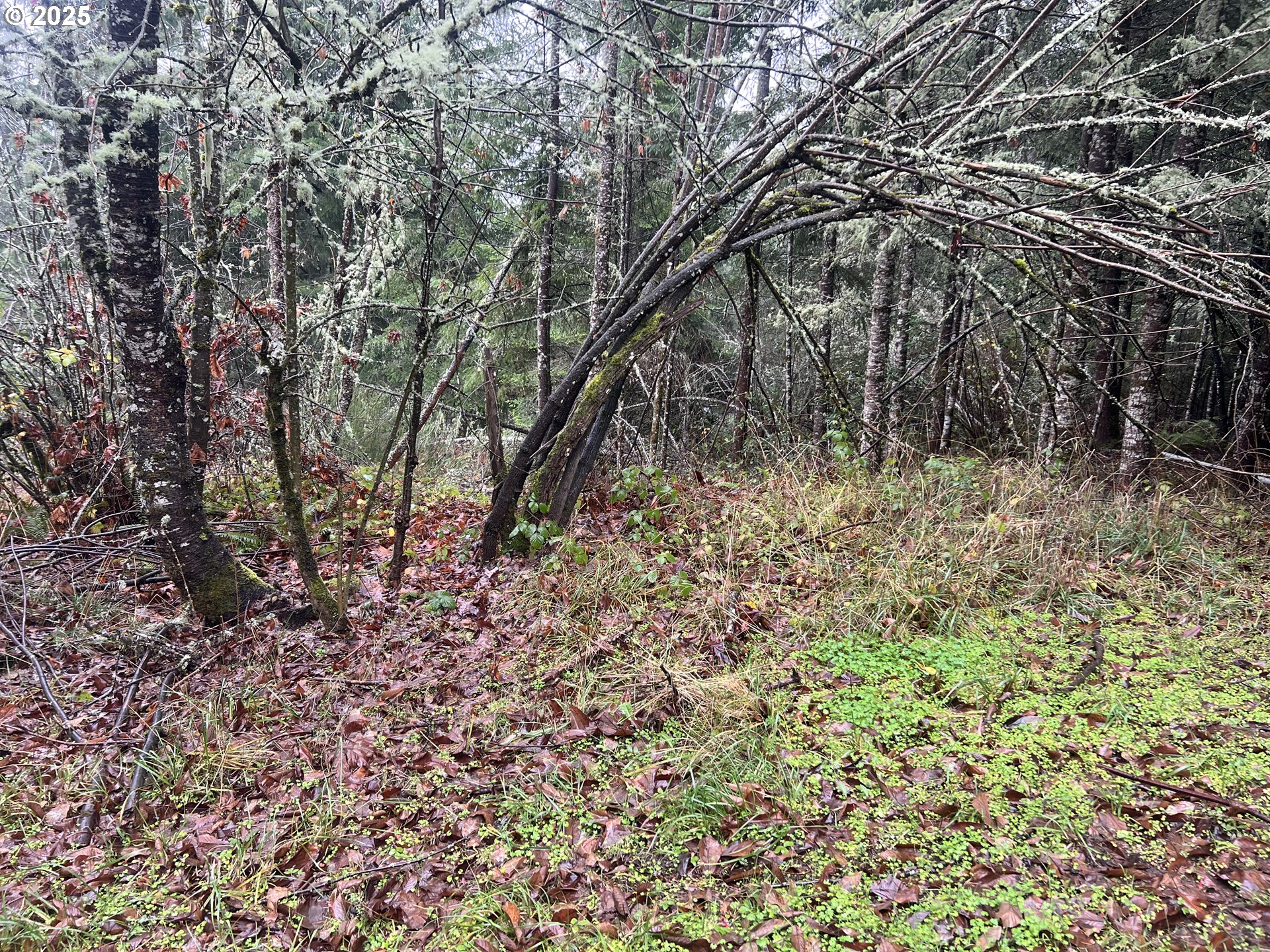 82964 HUNGRY HILL RD, Creswell, OR, 97426