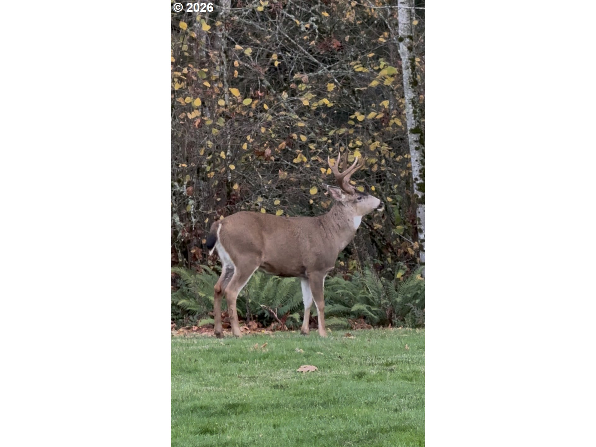 9460 SE JEANNE RD, Happy Valley, OR, 97086