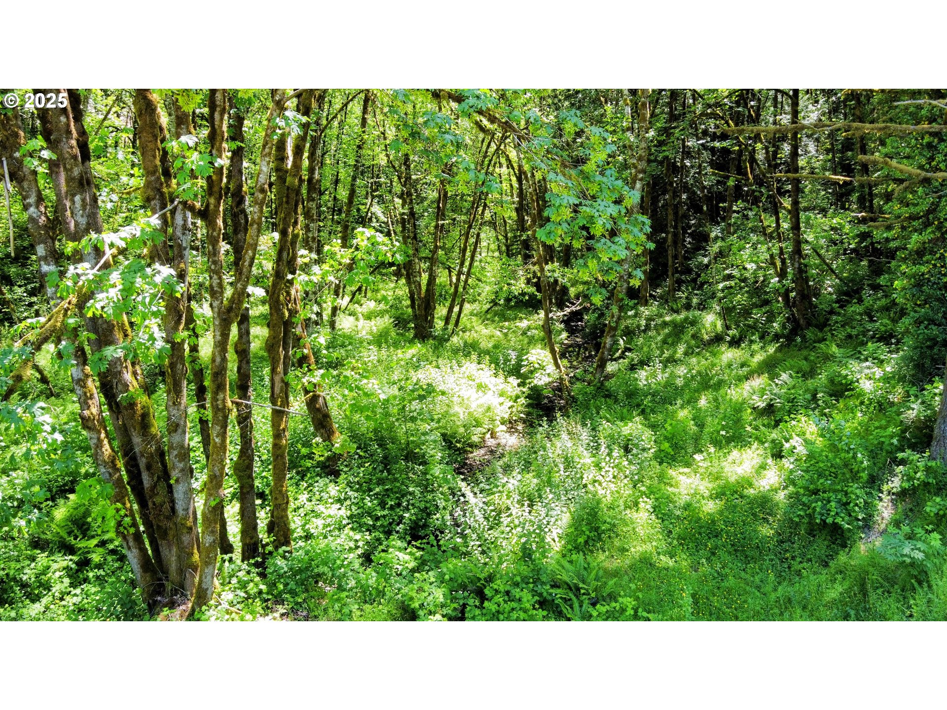 NW CORNELIUS PASS RD, Portland, OR, 97231