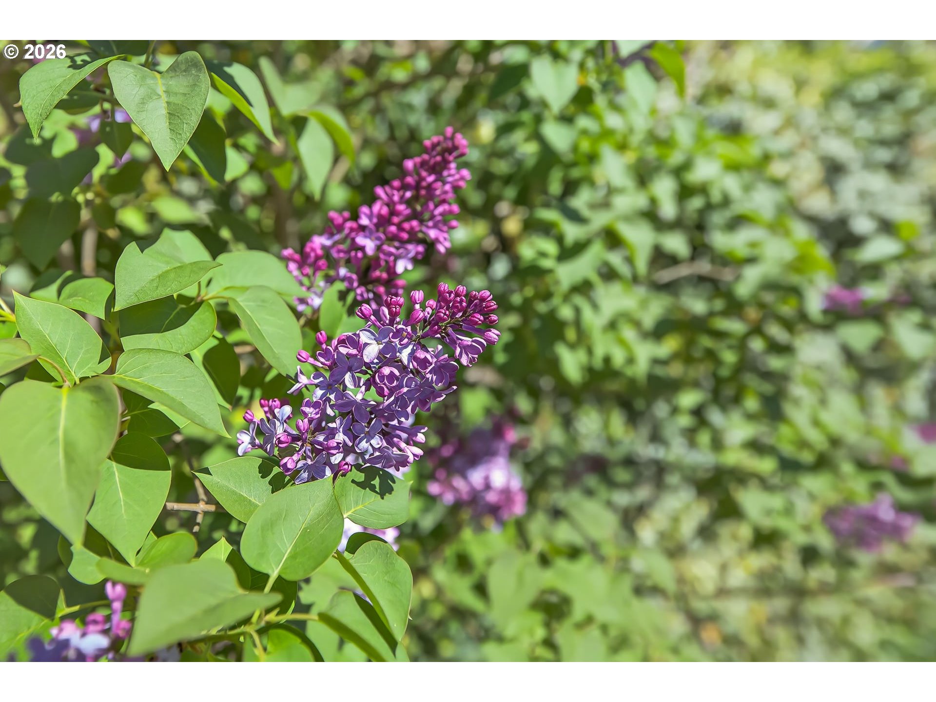 1335 SW RUSS LN, Mc Minnville, OR, 97128