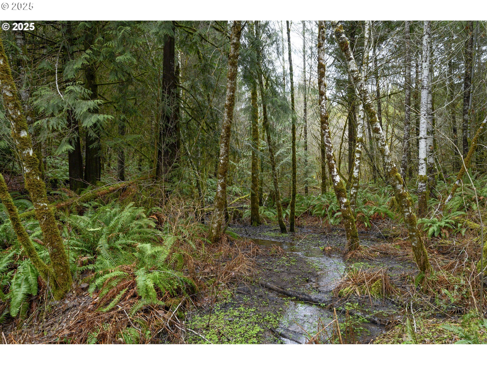 0 NW Panther Creek, Carlton, OR, 97111