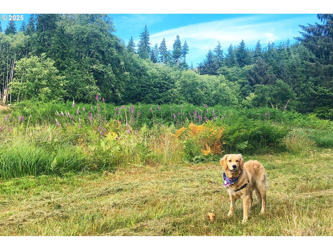 South Valley LN UNIT 5, Naselle, WA, 98638