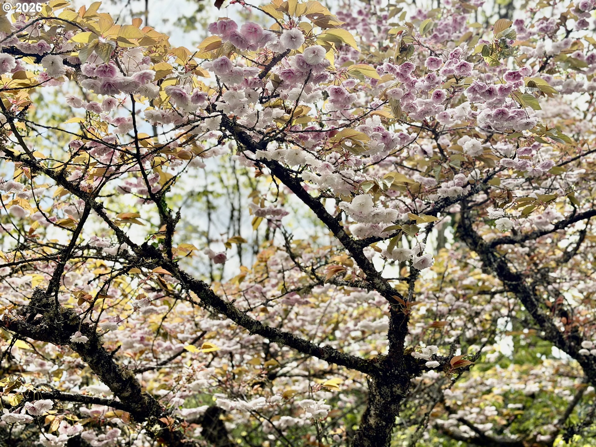 Photo #29: 741772925 Listing: Photo #29