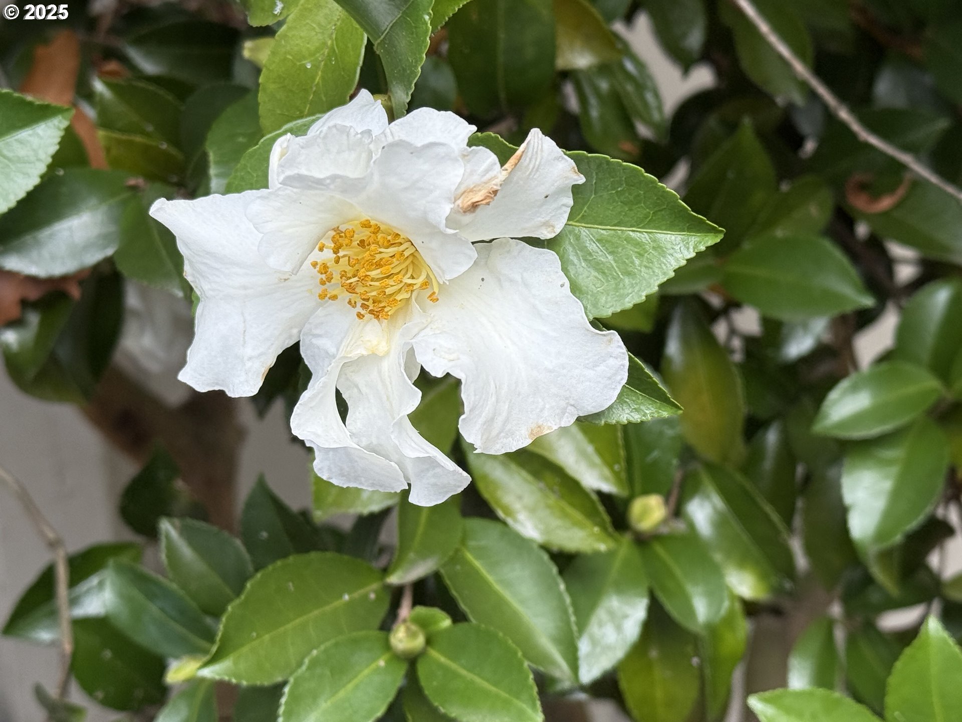 Photo #19: 742236306 Listing: Photo #19